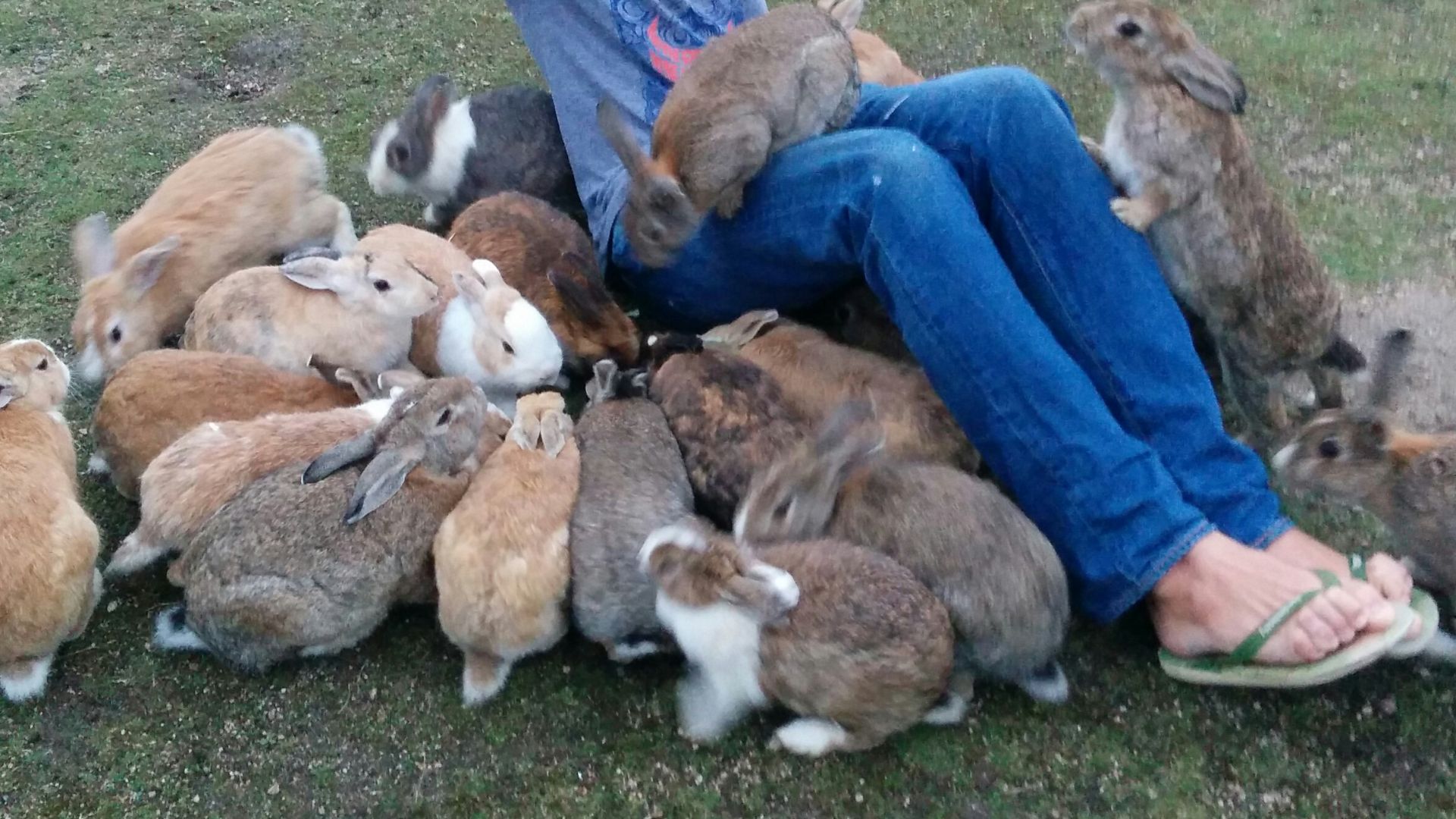 File:Bunnies jump on a man in Ōkunoshima island, Japan.jpg