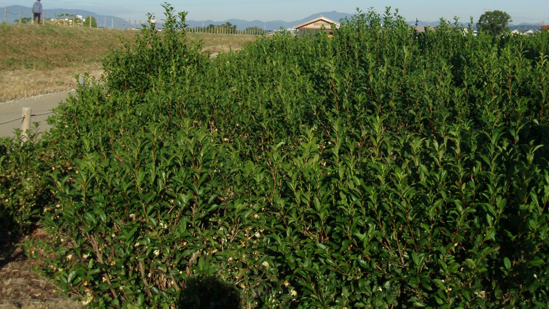 File:Tea and Town of Uji Historical Park 01.jpg