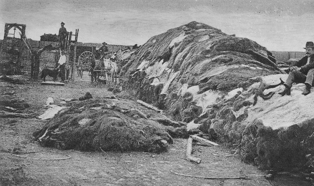 Buffalo Hide Yards