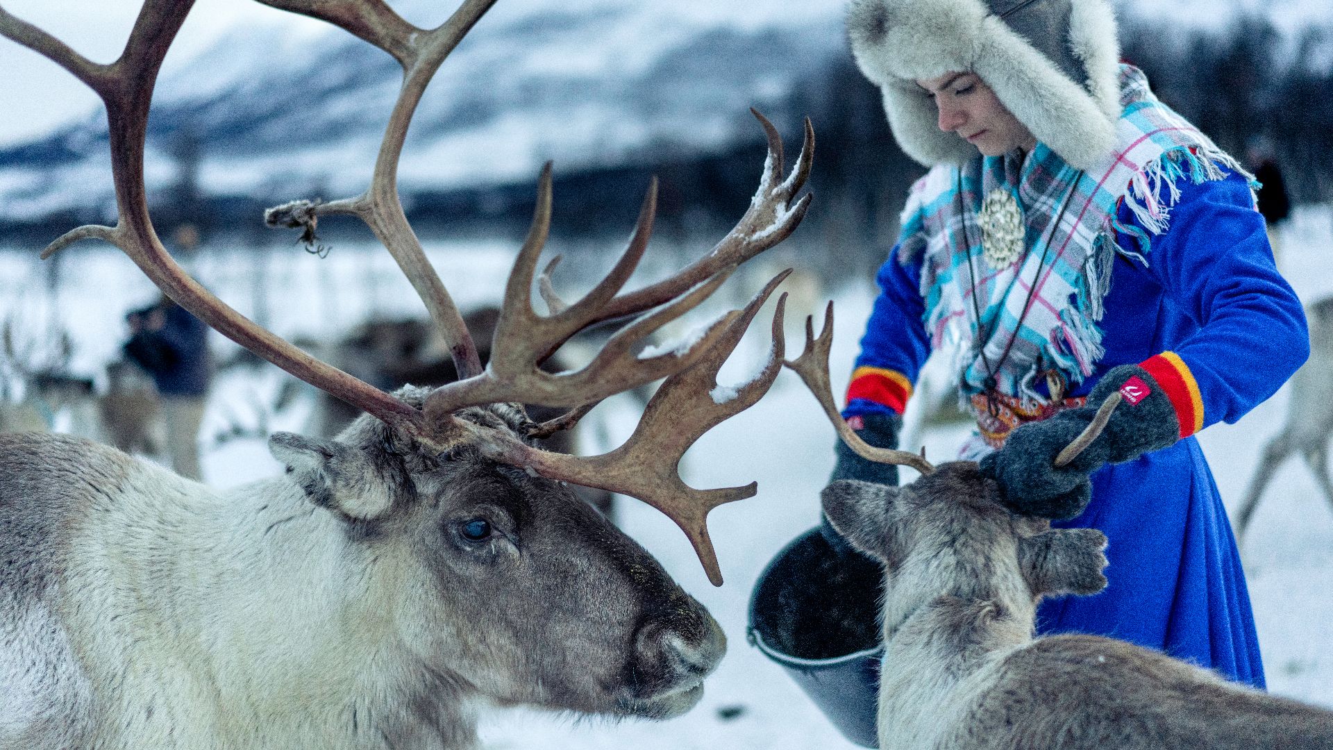 File:Feeding reindeer, Tromsø (4).jpg
