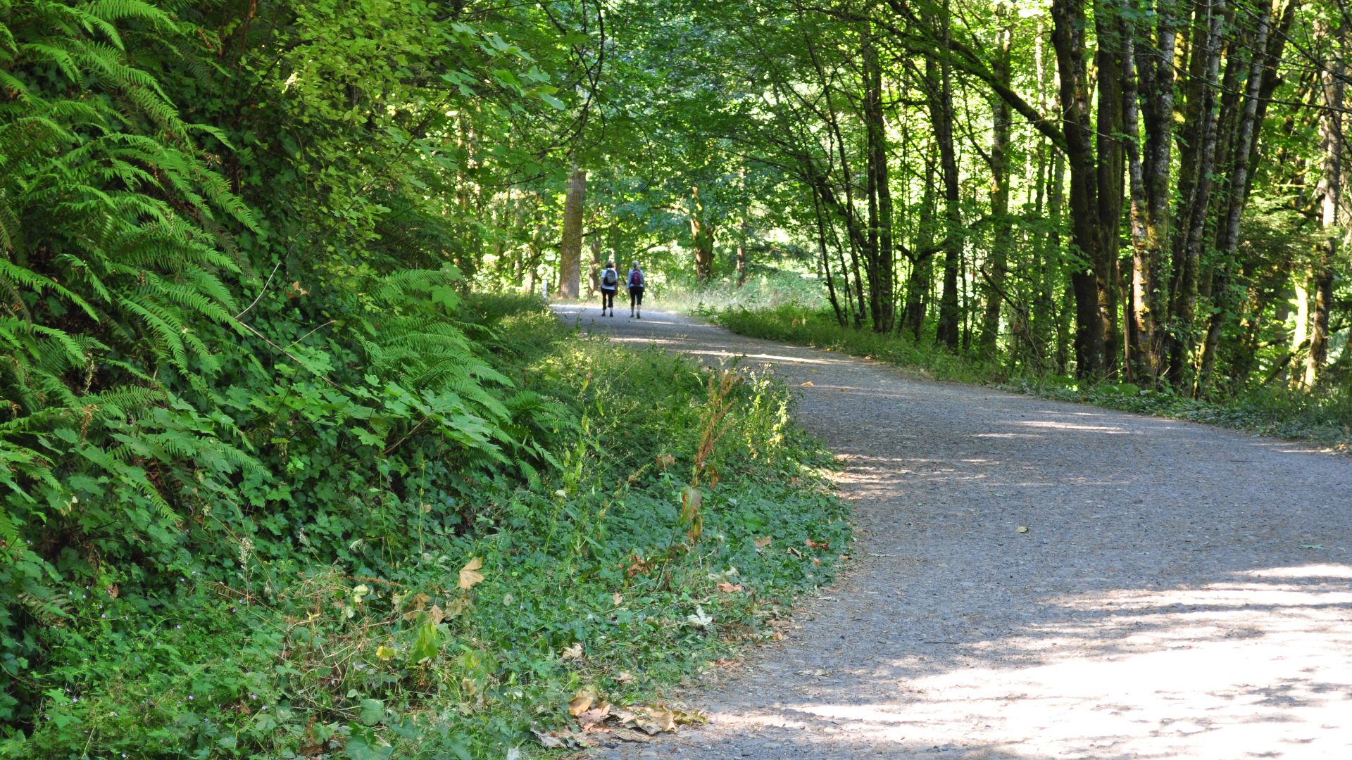 File:Leif Erikson Drive, Forest Park, Portland Oregon 01.jpg