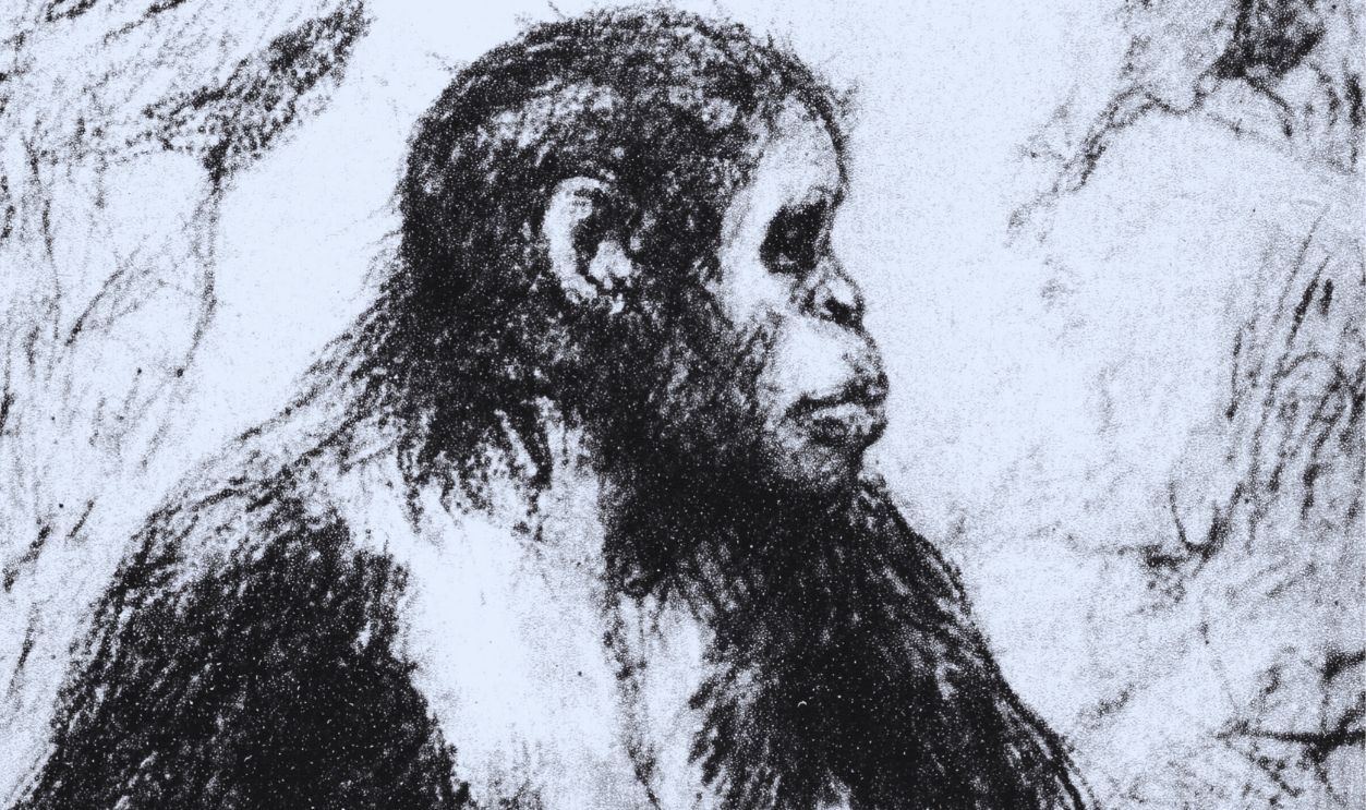 Gettyimages - 113636786, Taungs Ape-Man. Artist's drawing of Grafton Elliot Smith's (1871-1937) the Australian anatomist and ethnologist's idea of appearance of young Australopithecus Africanus. 