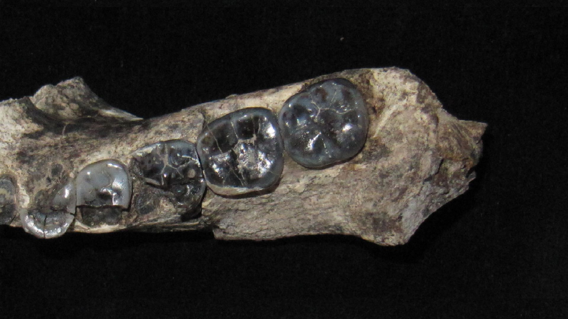 File:LD 350-1 mandible.jpg