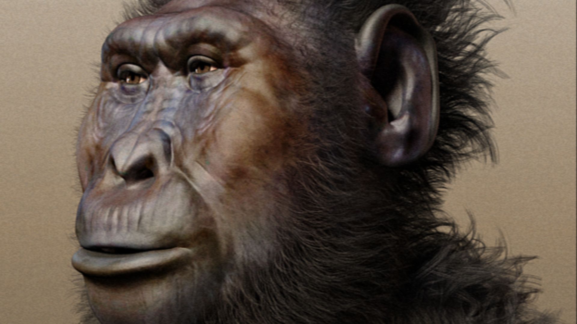 File:Paranthropus boisei - forensic facial reconstruction.png