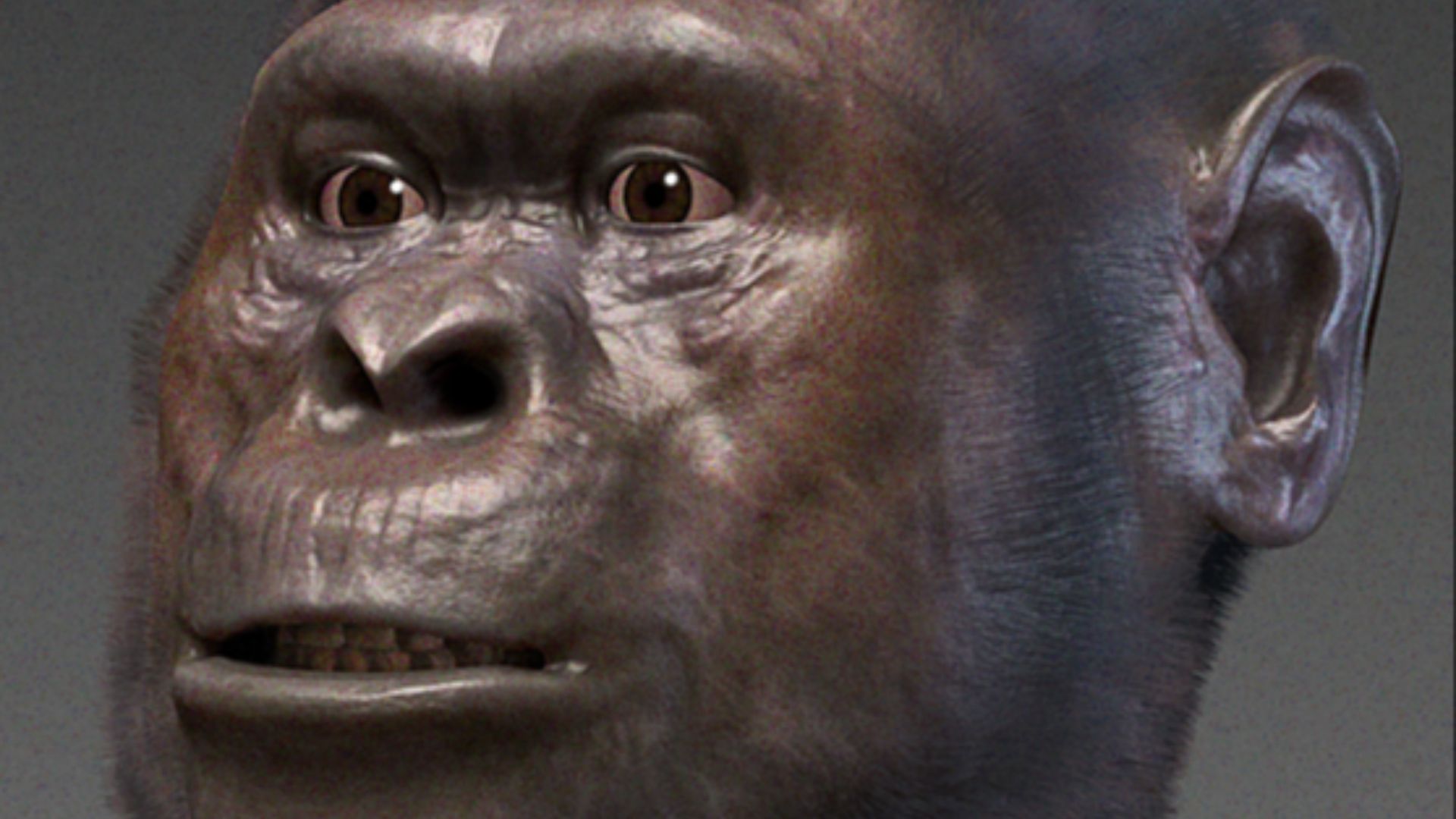 File:Australopithecus afarensis.png