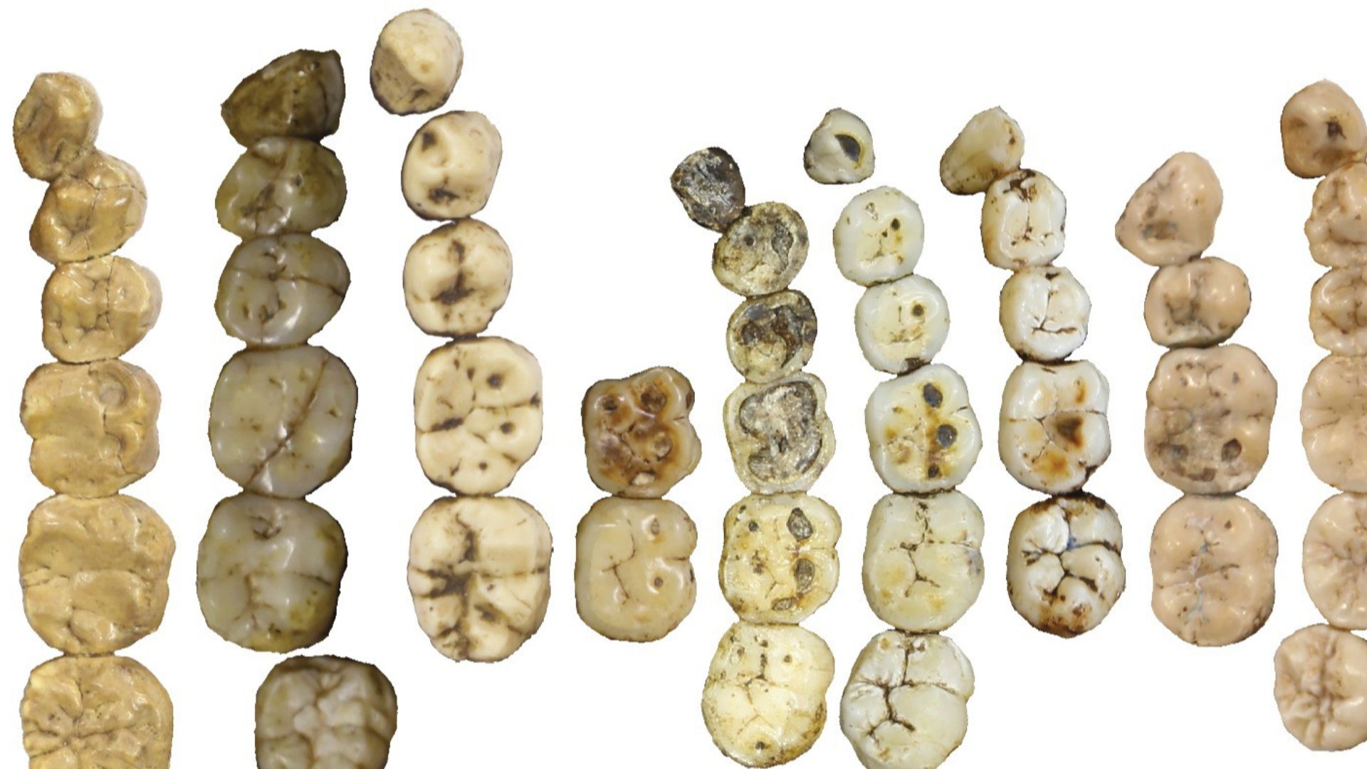 File:Elife-24232-fig12-v1 Occlusal view of Homo naledi mandibular teeth compared to those of other hominins.jpg