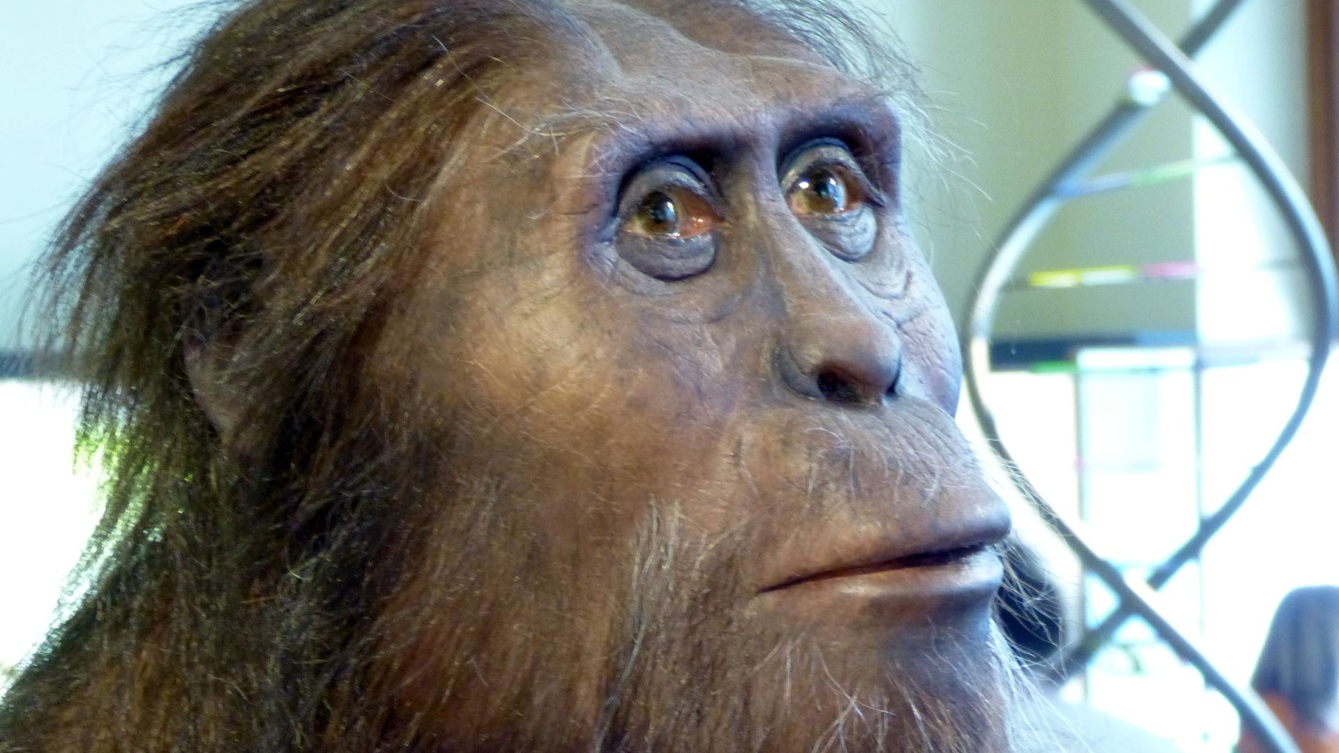 File:NHM - Australopithecus afarensis Modell 1 a.jpg