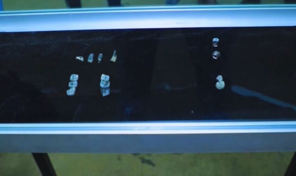 Teeth that shake up human evolution