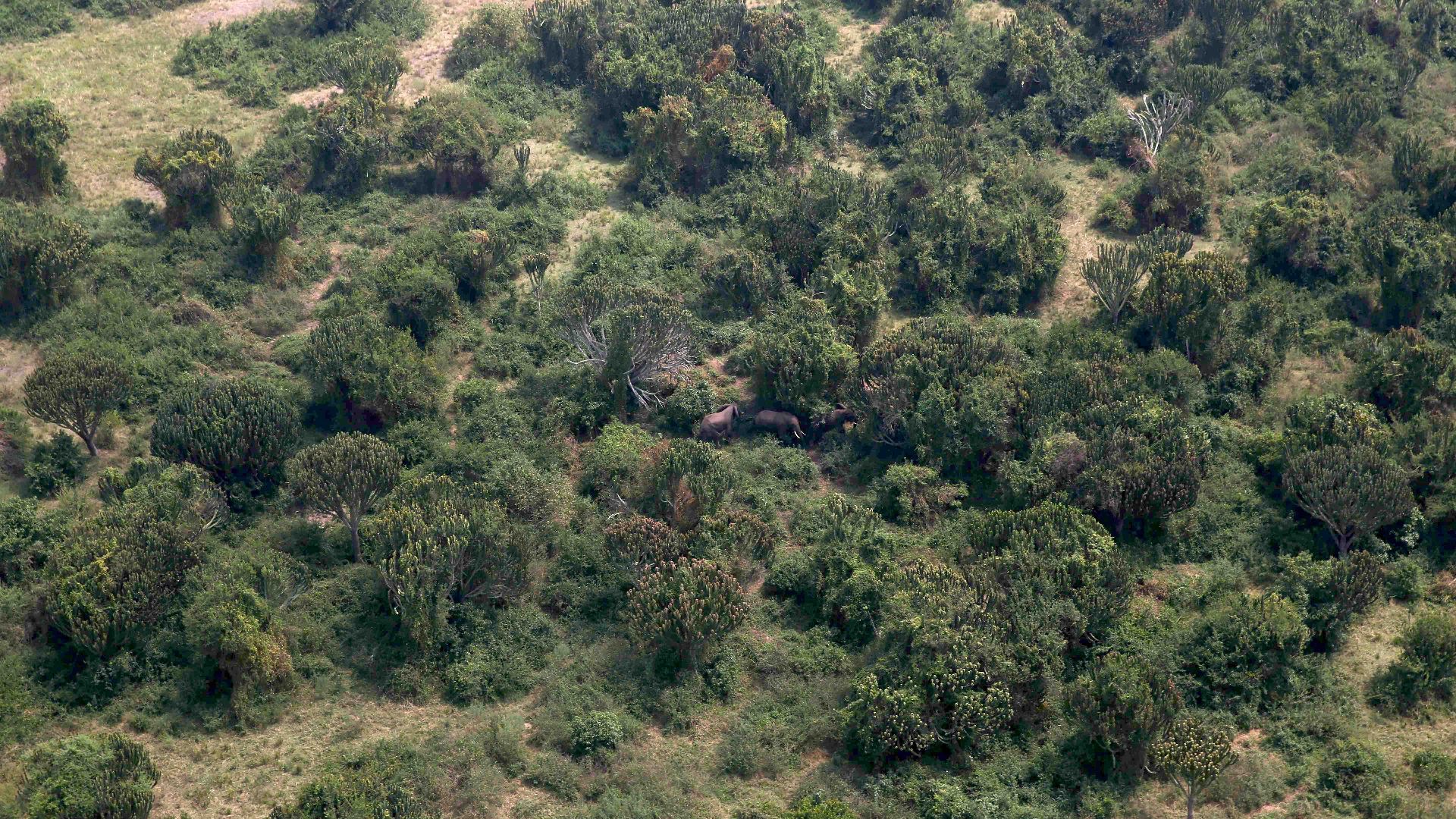 File:Elephants in North Kivu (21062528905).jpg