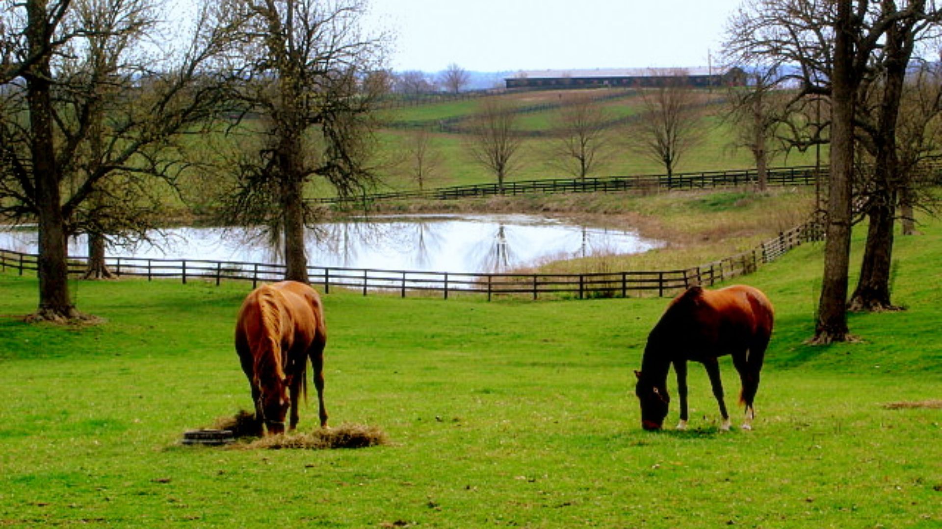 File:Kentucky horse farm.JPEG