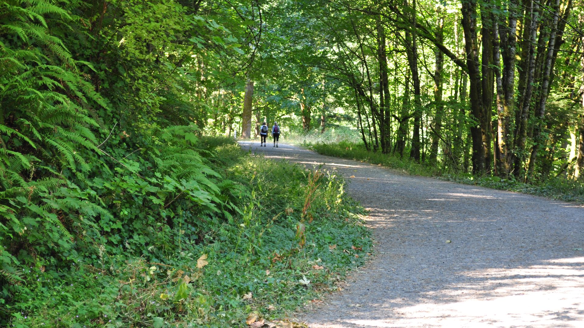 File:Leif Erikson Drive, Forest Park, Portland Oregon 01.jpg
