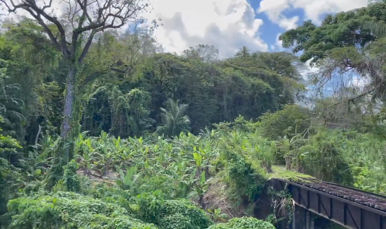 Saint Kitts' Tropical Rainforest 