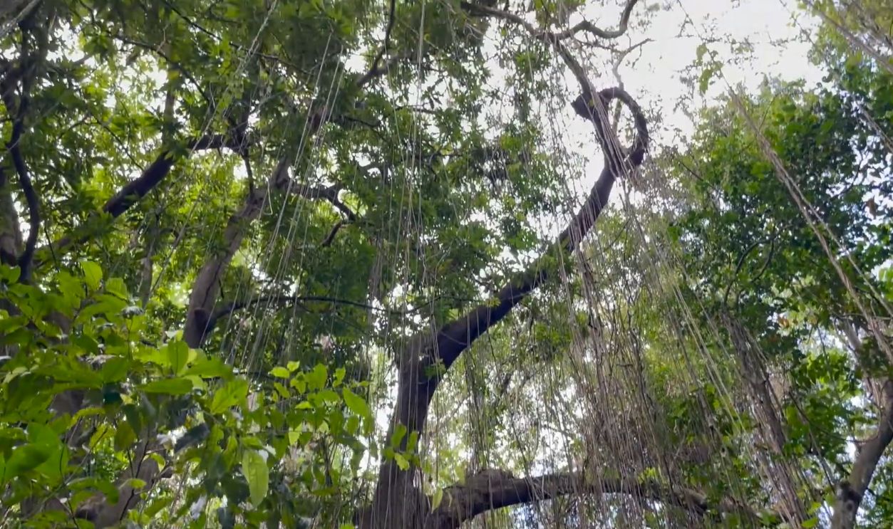 Saint Kitts' Tropical Rainforest