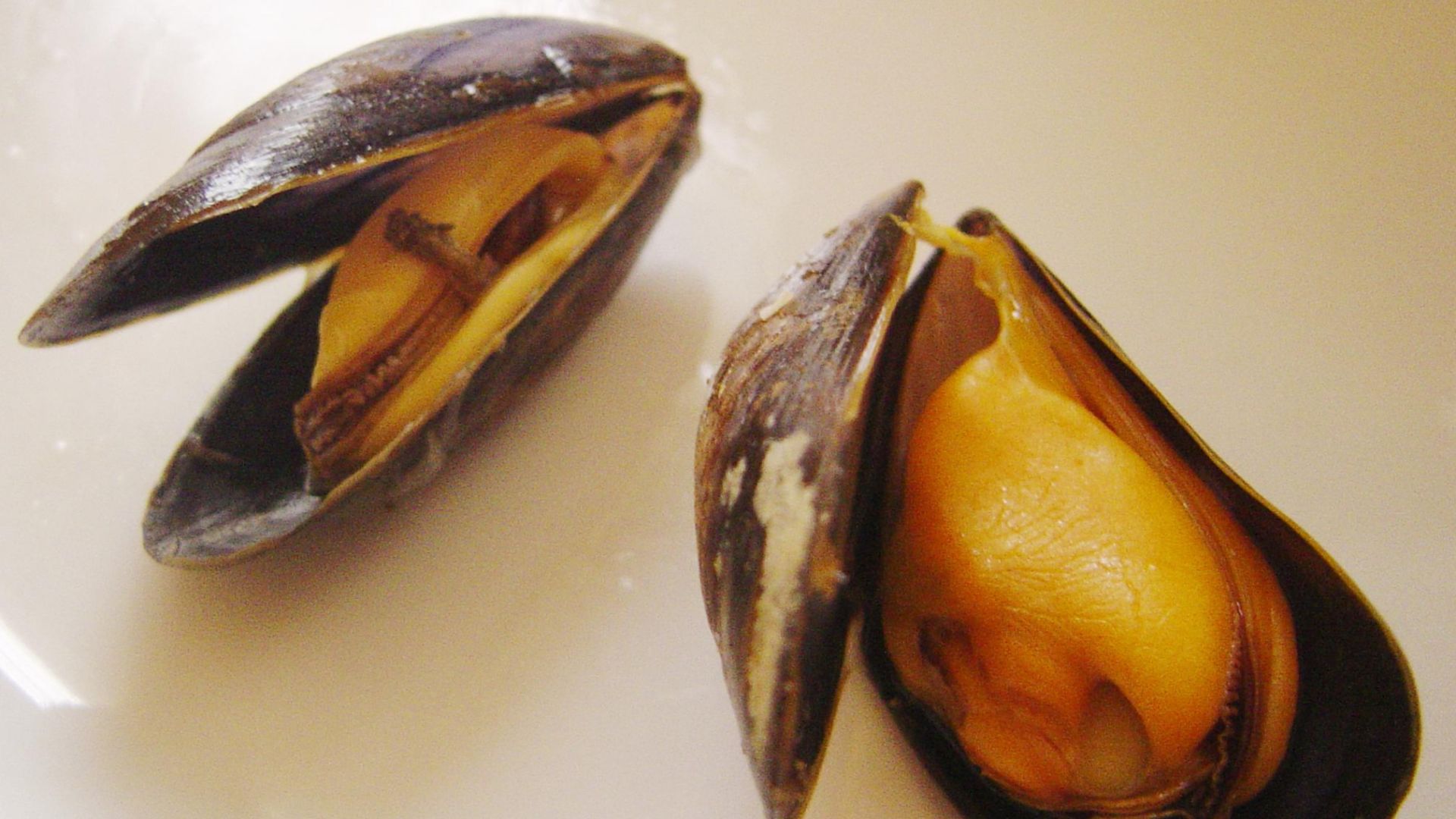 File:Cooked mussels DSC09244.JPG