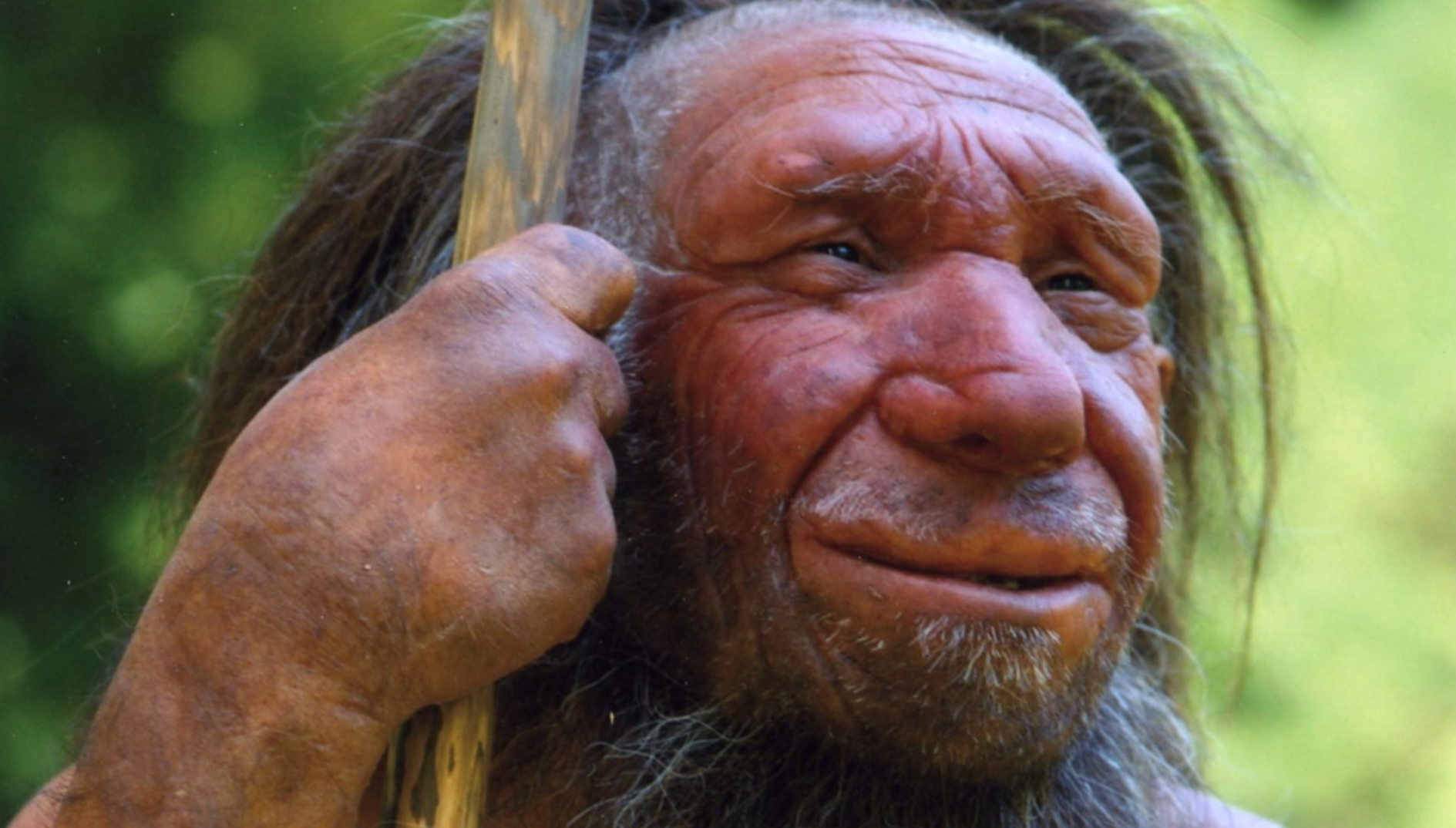 File:Homo sapiens neanderthalensis-Mr. N.jpg