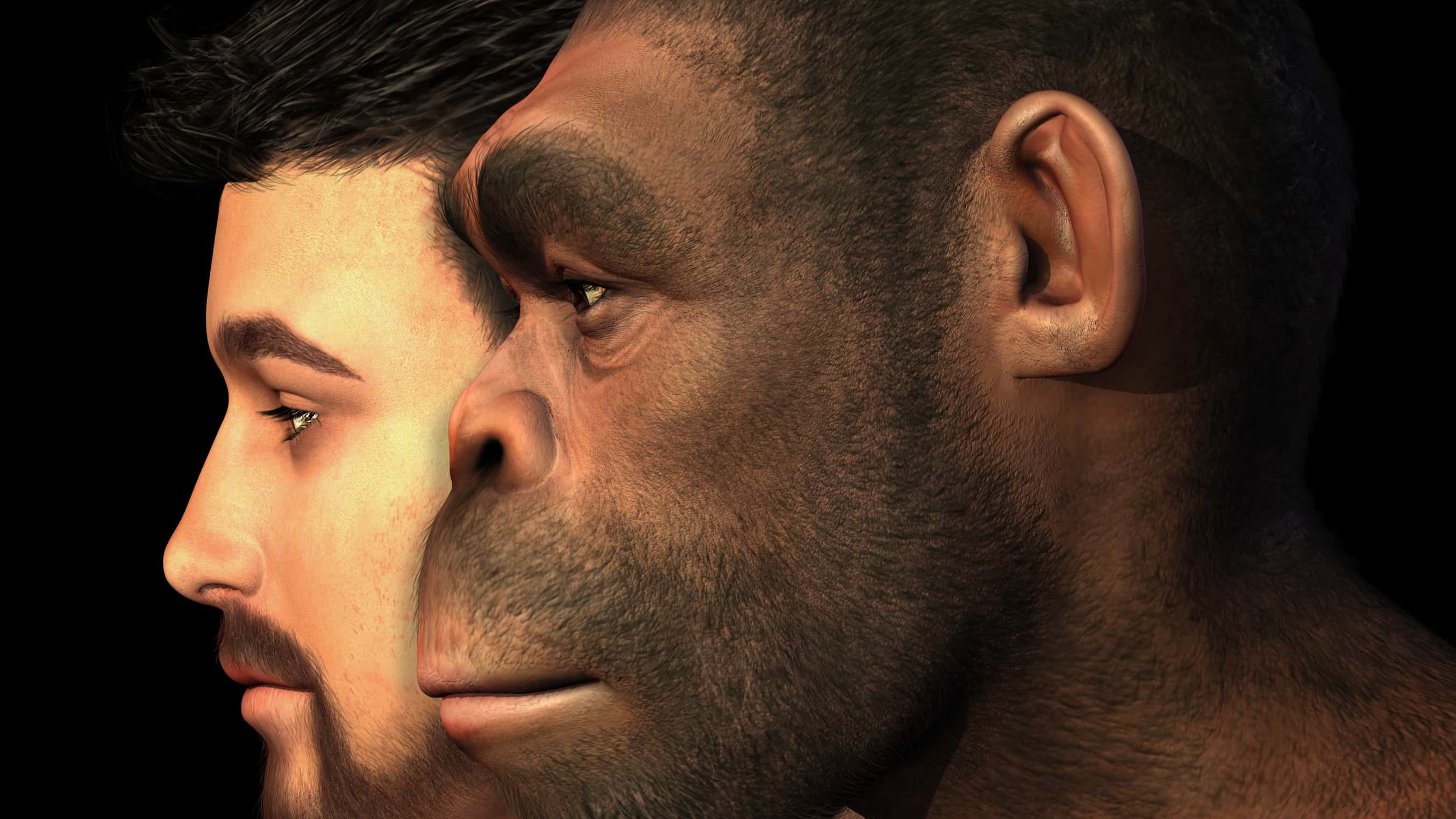 Human Evolution facts