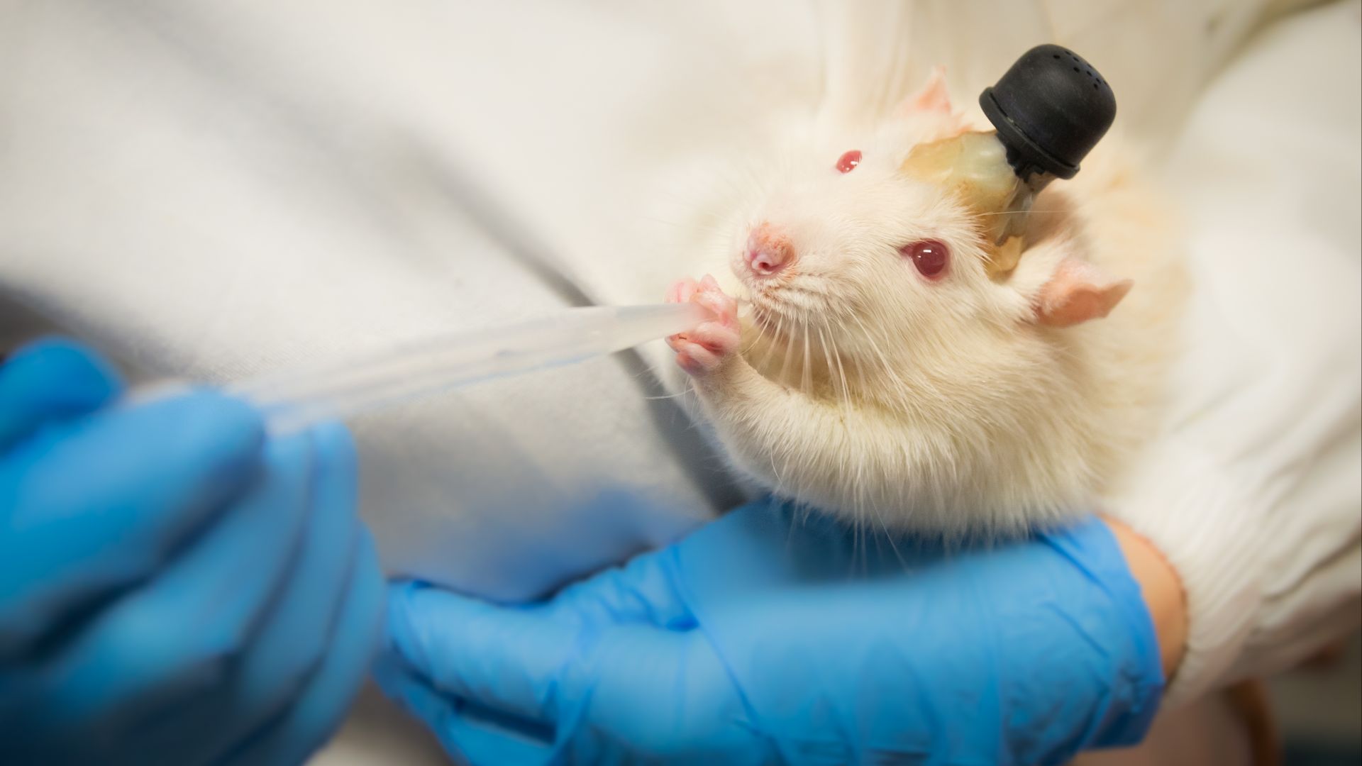 File:Laboratory rat.jpg