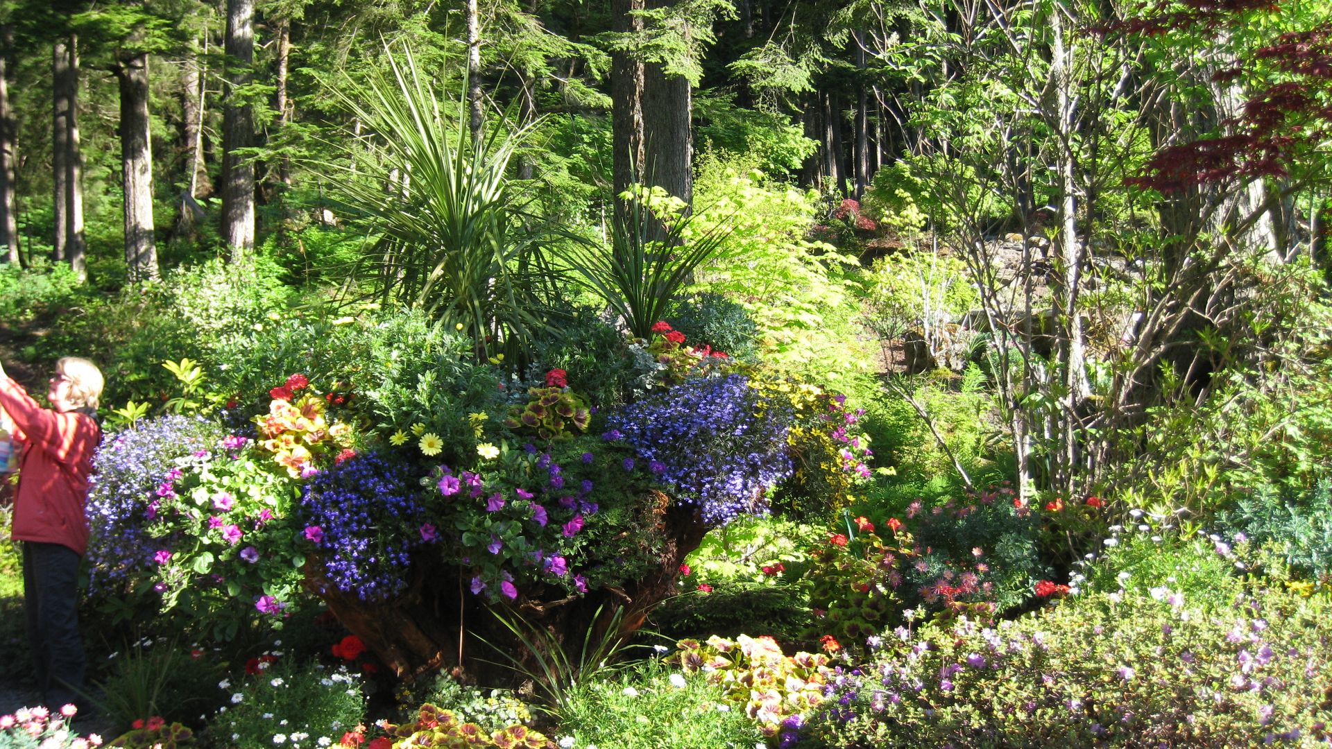 File:Glacier Gardens outside Juneau, features plantings in upturned trees.jpg