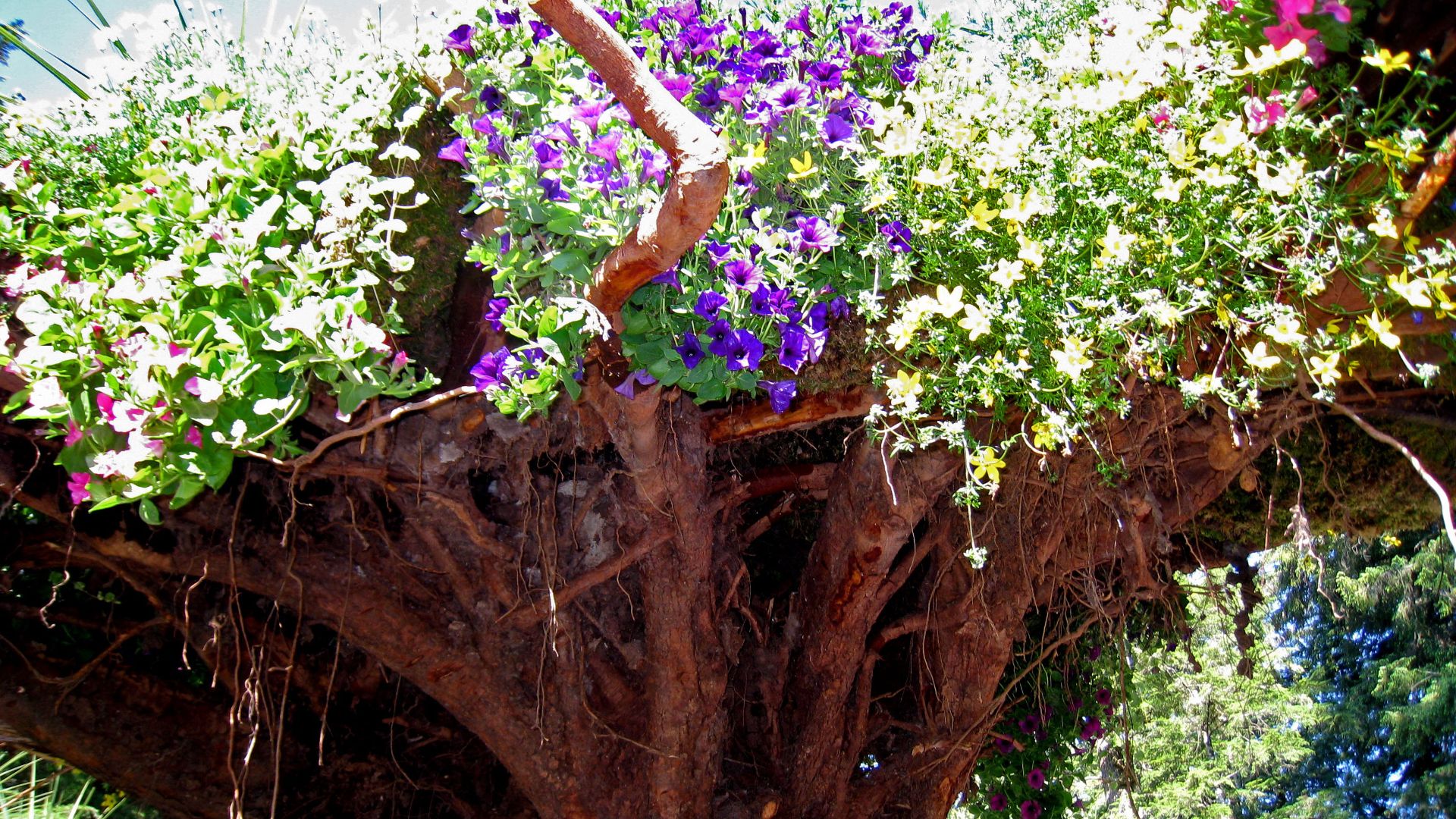 File:Glacier Gardens outside Juneau.jpg
