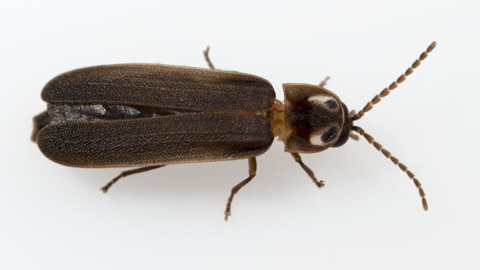 File:Phausis Kentucky dorsal.jpg