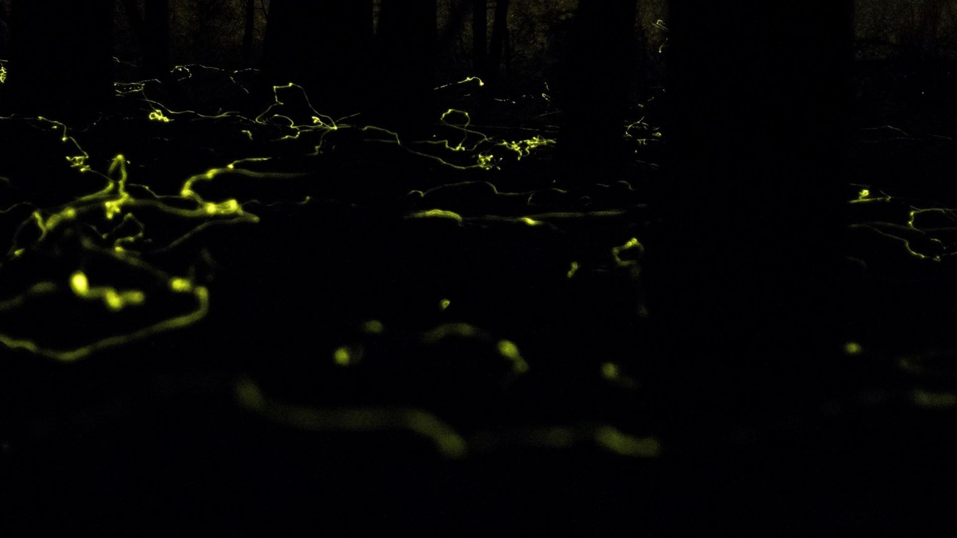 File:Phausis reticulata 4088716.jpg