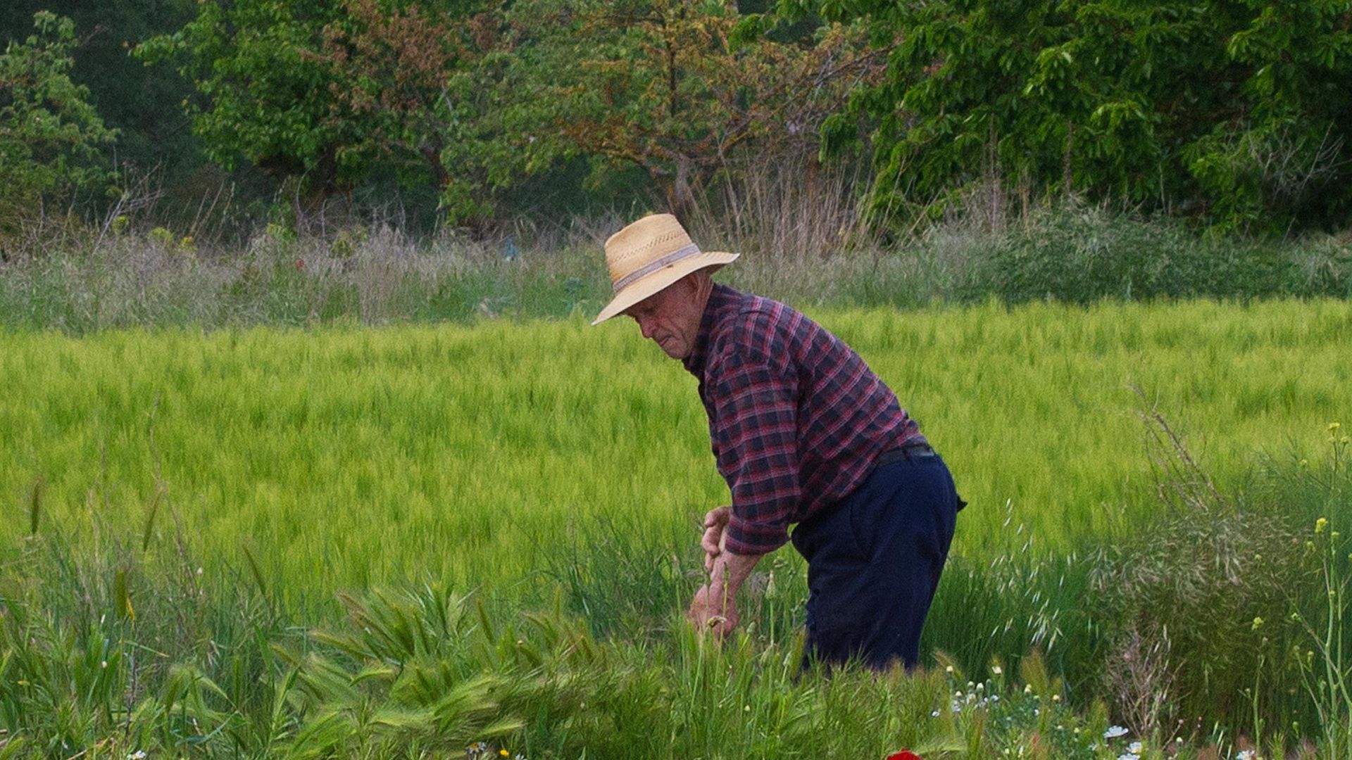 Francisco Fernández