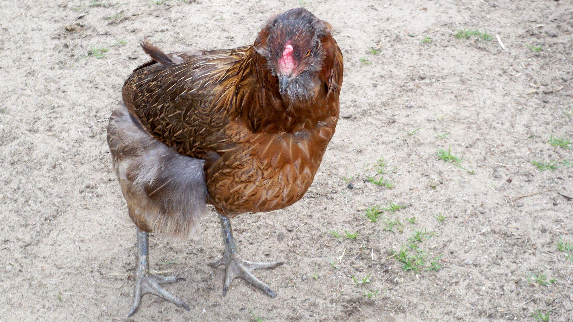 File:Aracuana Henne.JPG