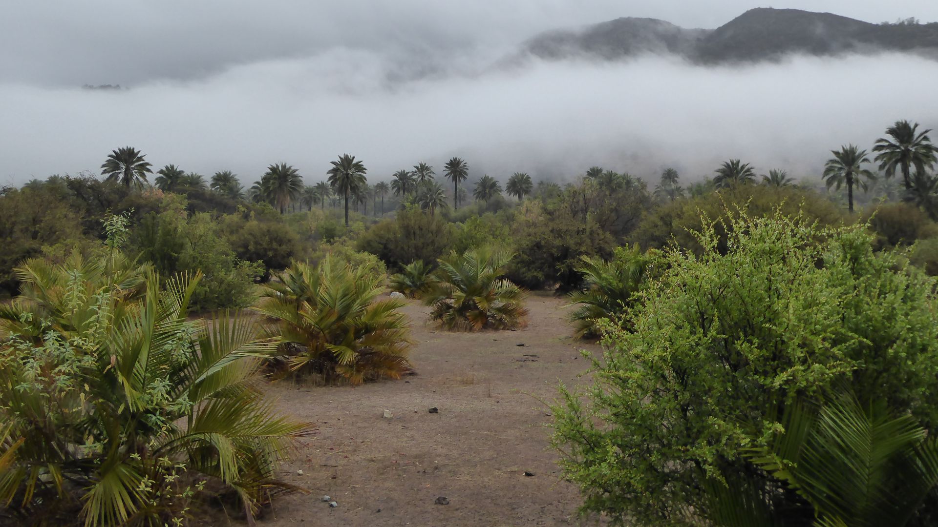 File:Jubaea chilensis (Chilean Wine Palms) (48338162171).jpg