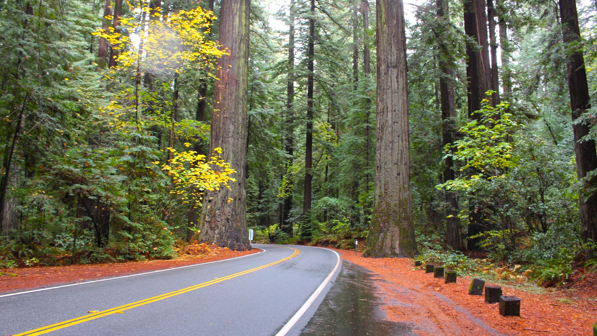 File:Avenue of Giants.jpg