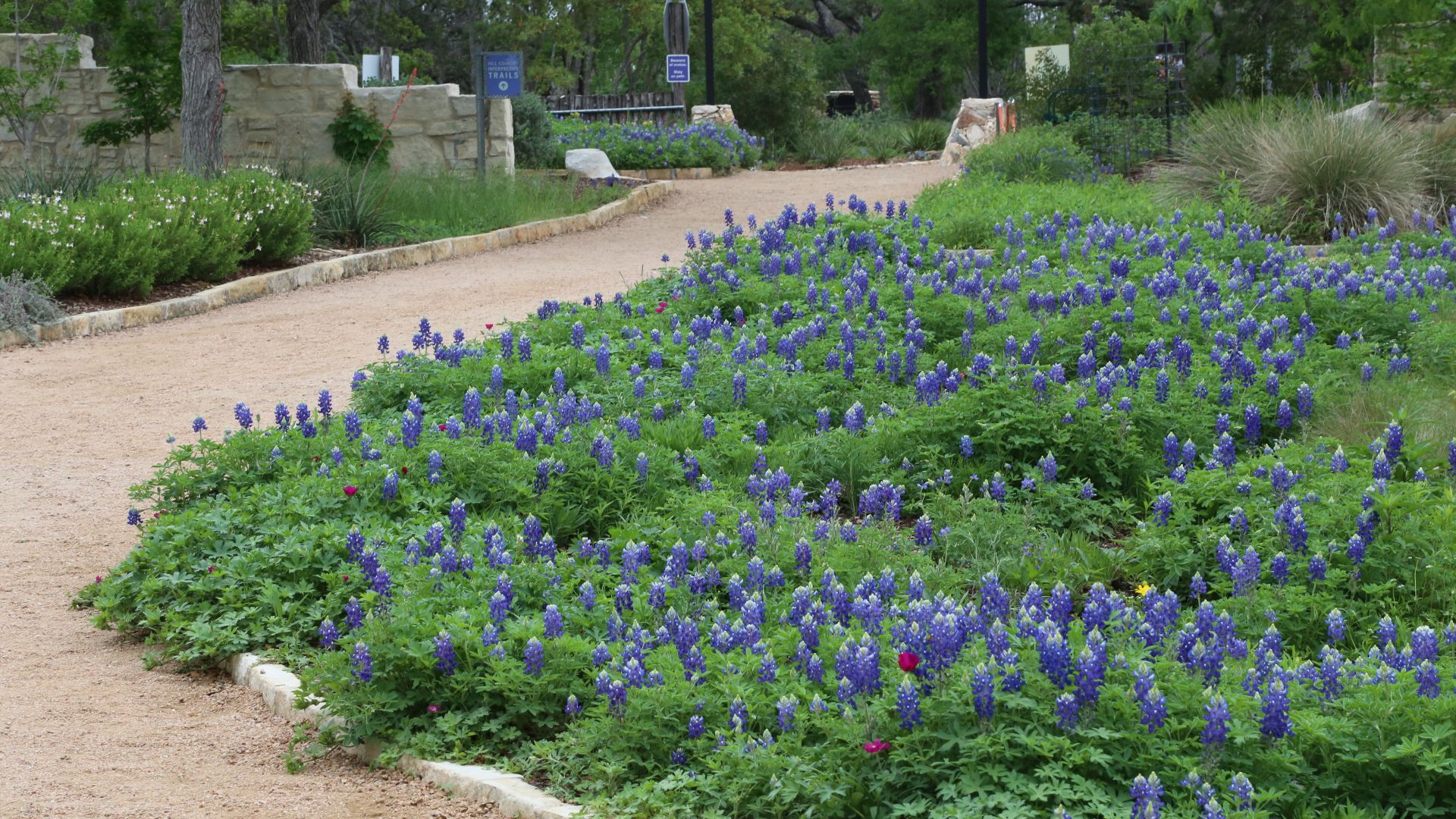 File:Wildflower Center bluebonnet trail.jpg