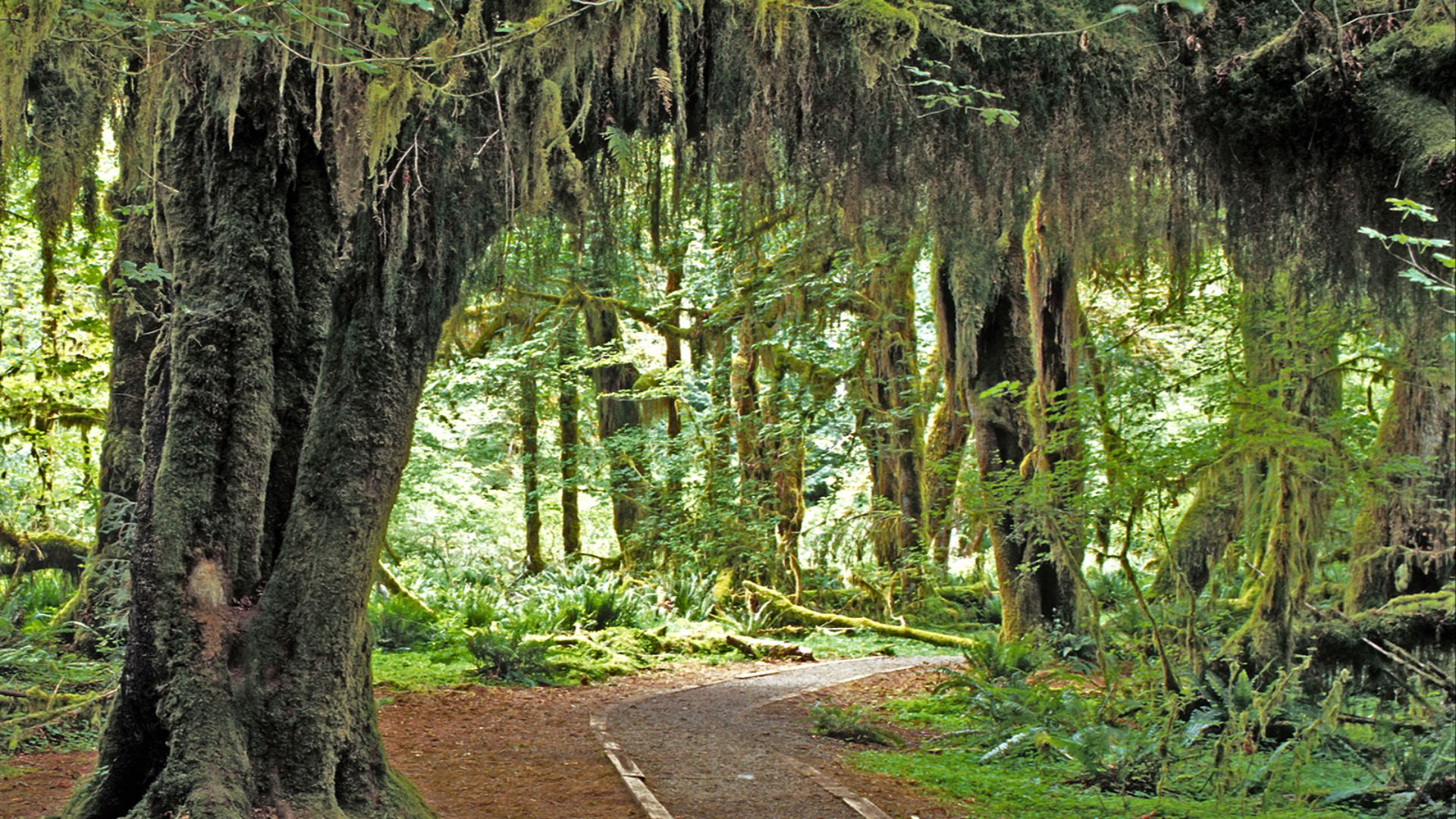 File:Hoh Rain Forest, Olympic National Park, Washington State, 1992 - Cropped 1.jpg