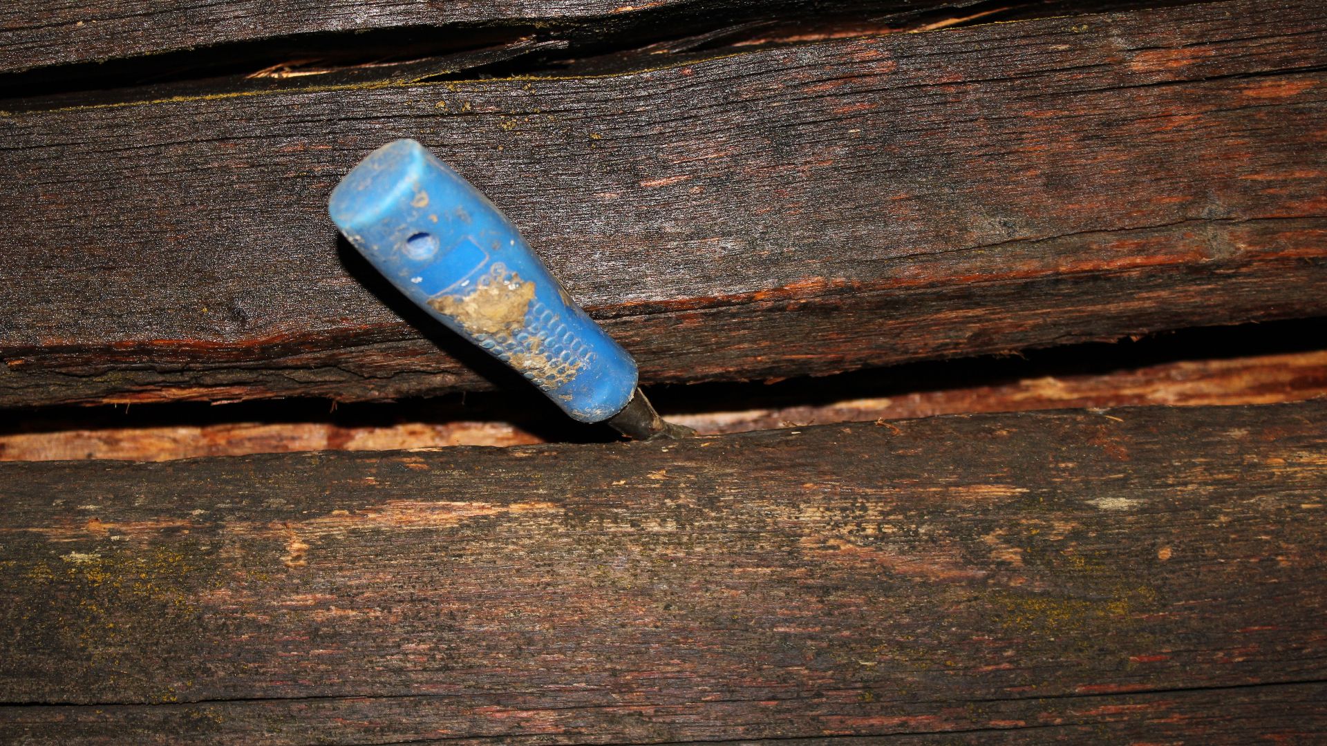 File:Hoggjern i rotten laftevegg.JPG