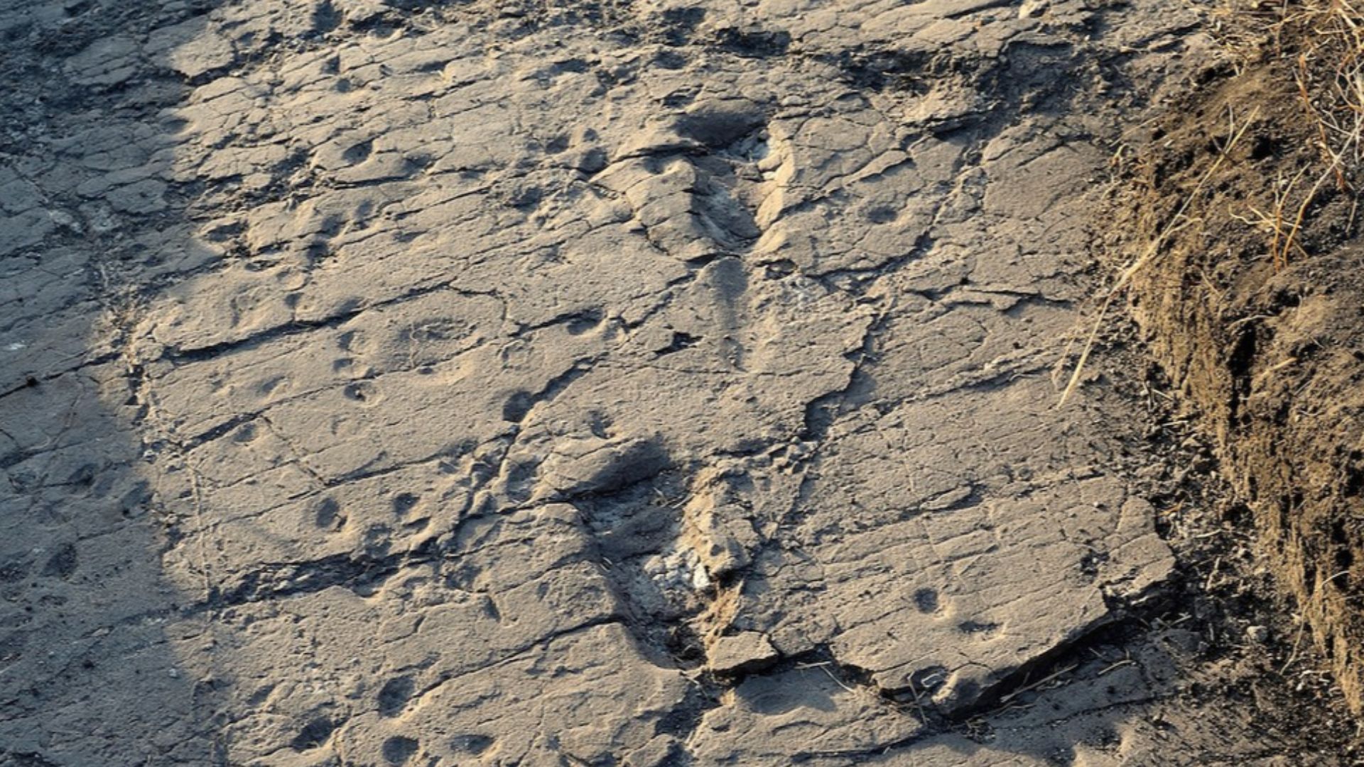 File:Test-pit L8 at Laetoli Site S.jpg