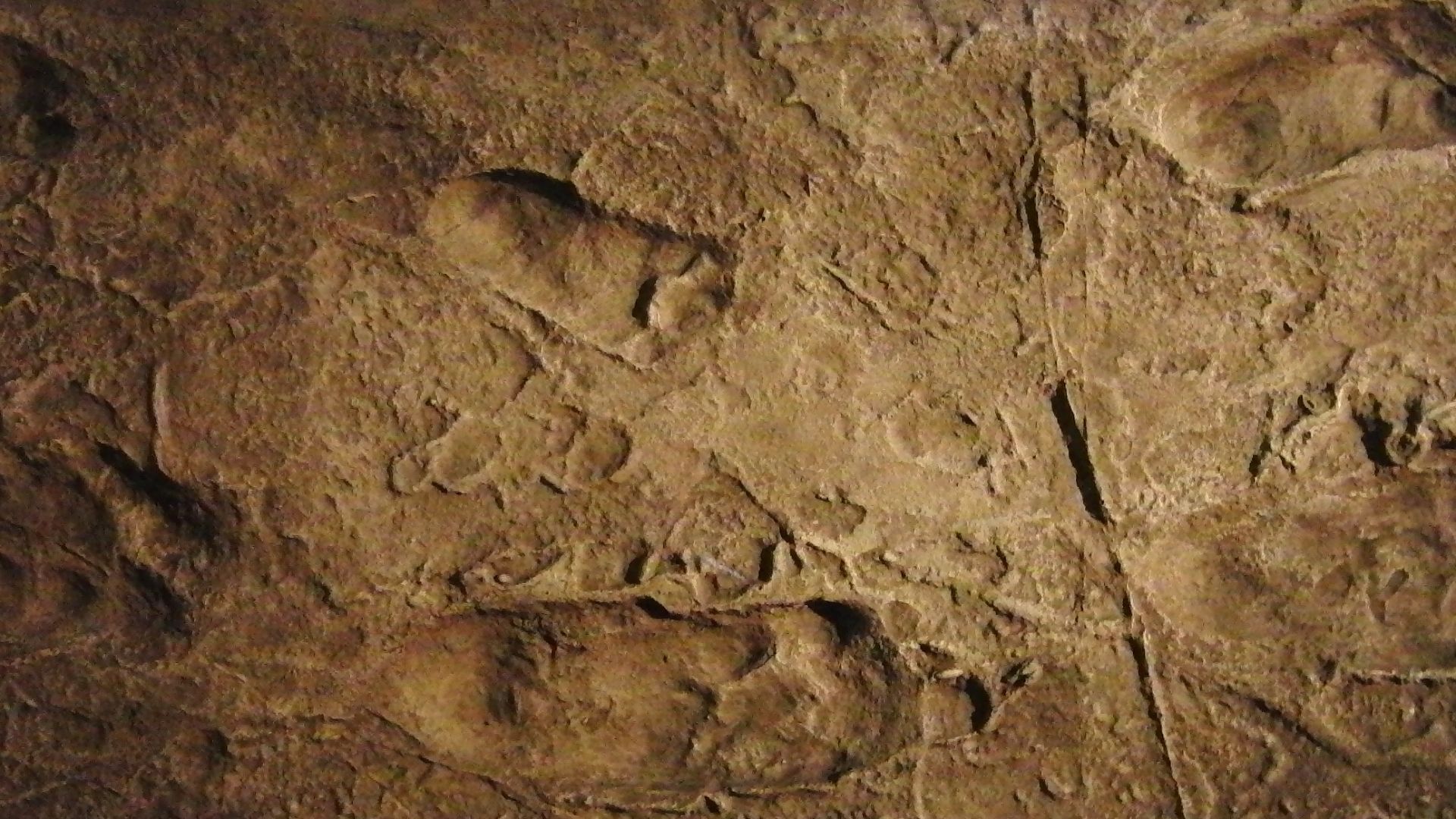 File:Laetoli footprints replica.jpg