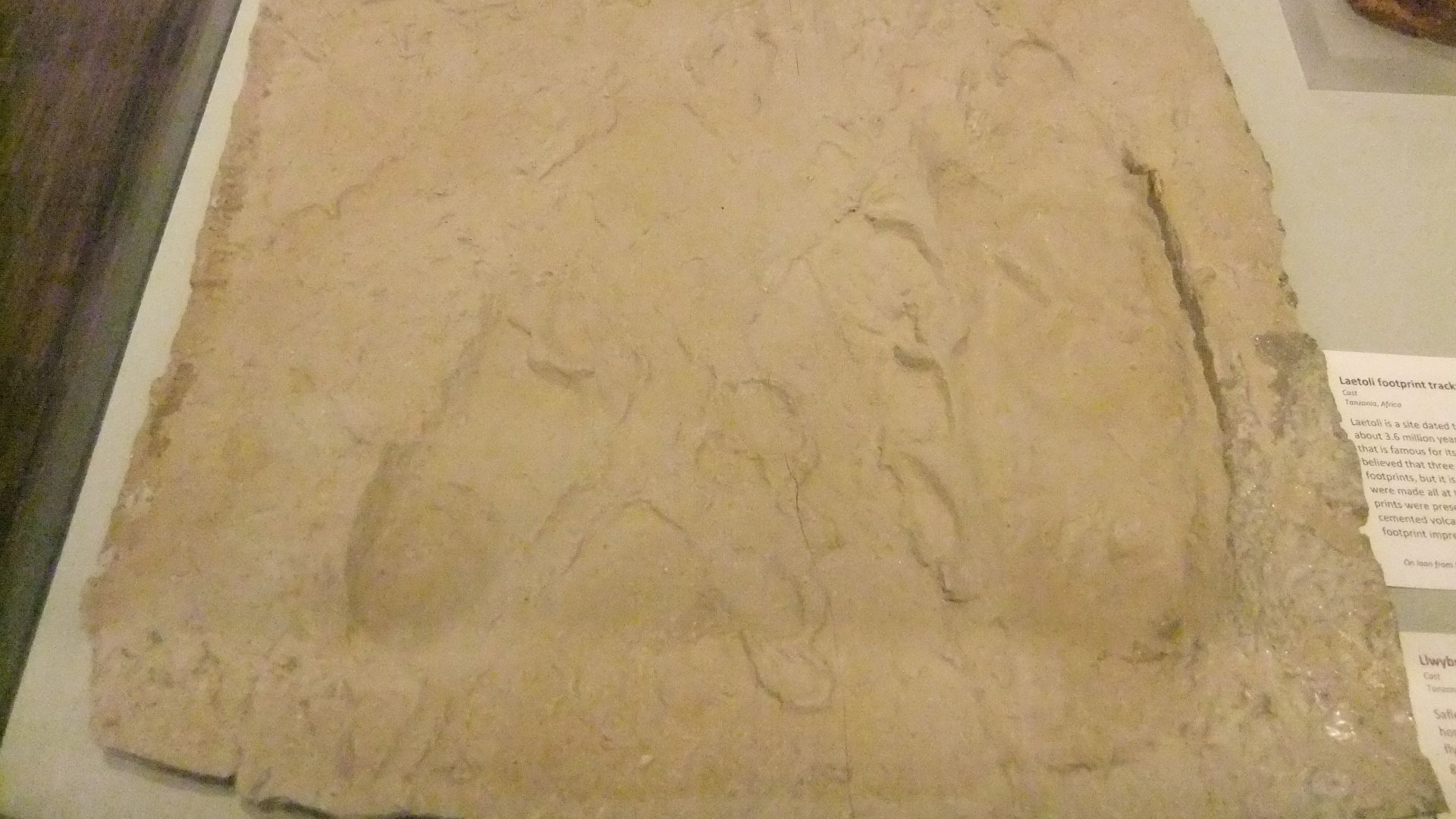 File:Laetoli footprint trackway, Wrexham Museum.JPG