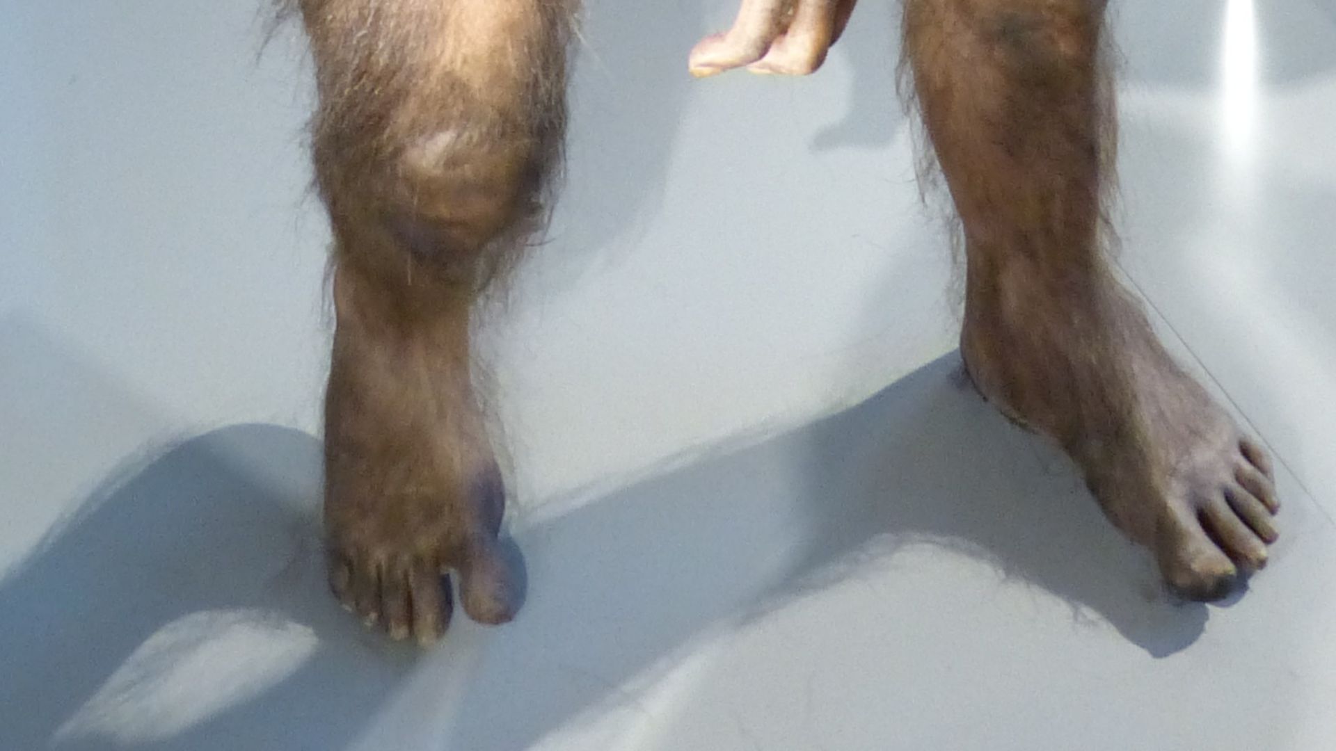 File:NHM - Australopithecus afarensis Modell 1.jpg