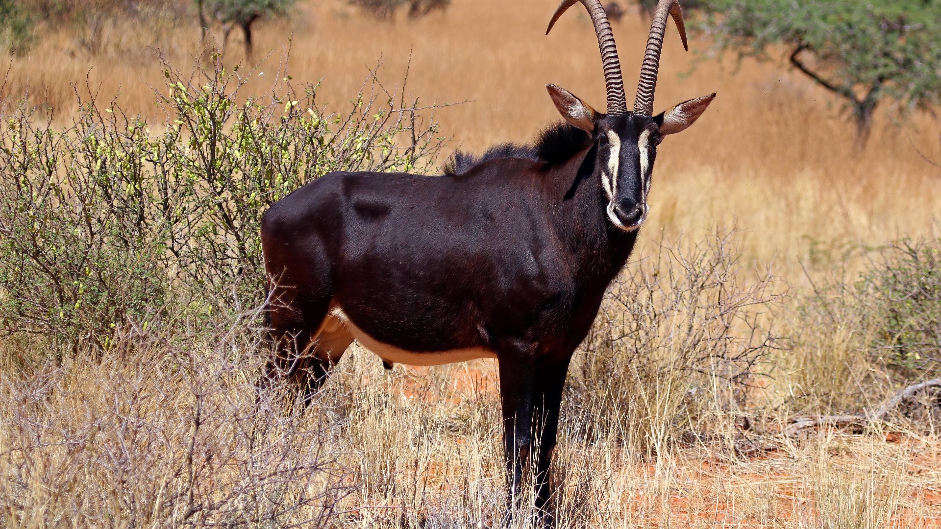 File:Sable antelope (Hippotragus niger) adult male.jpg