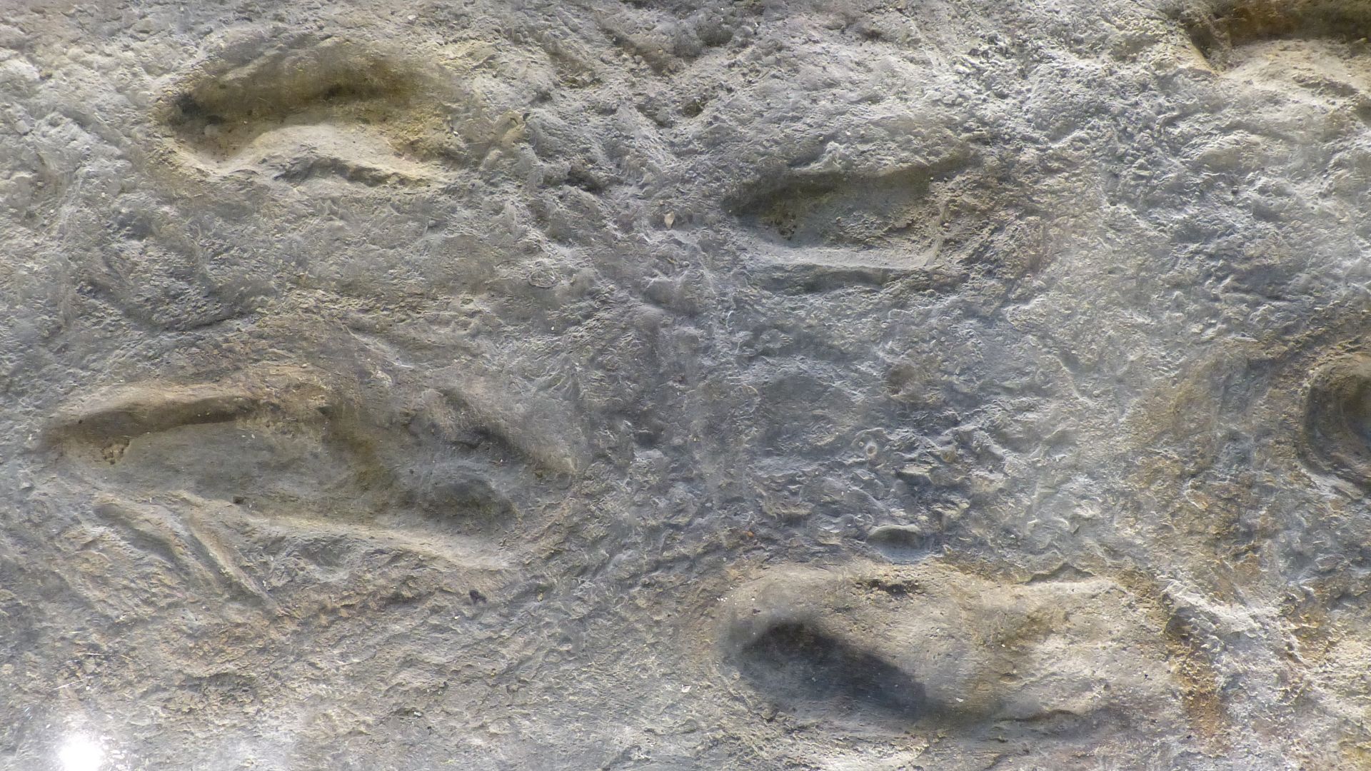 File:NHM - Laetoli Fußspuren.jpg