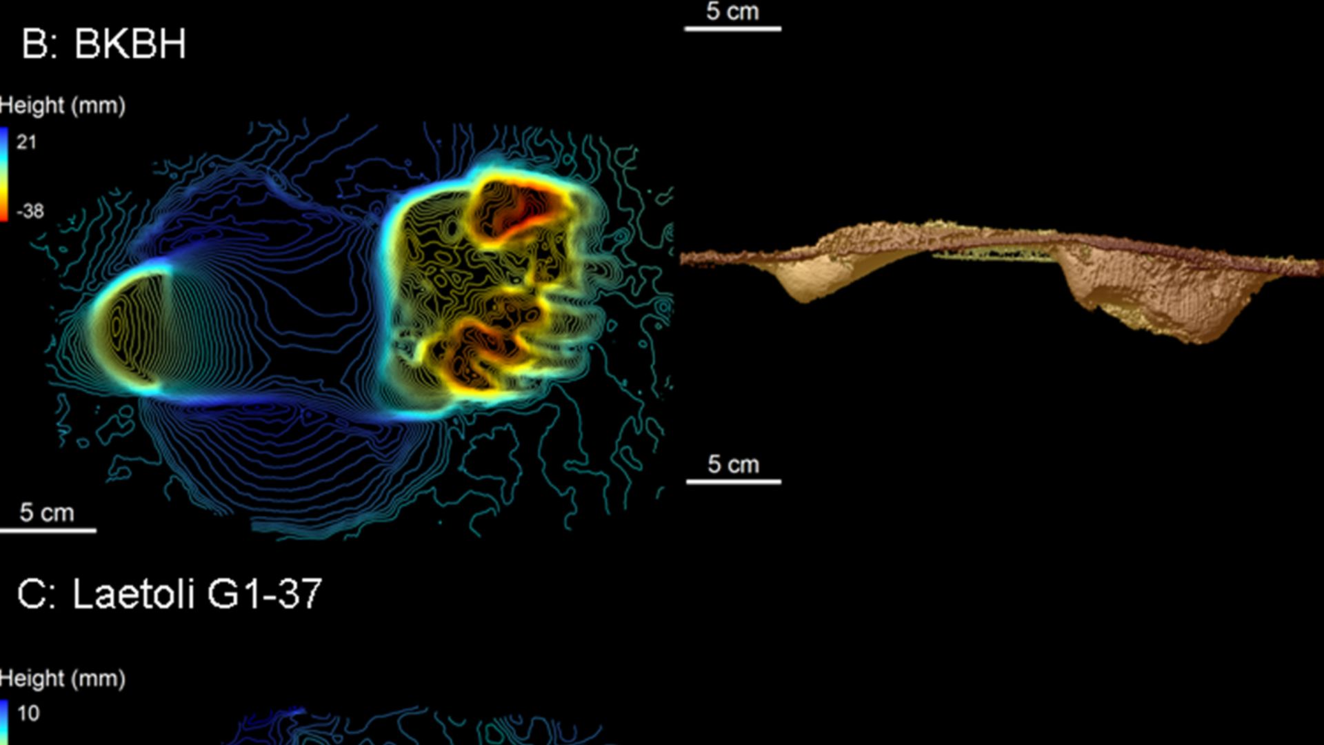 File:Laetoli footprints.png
