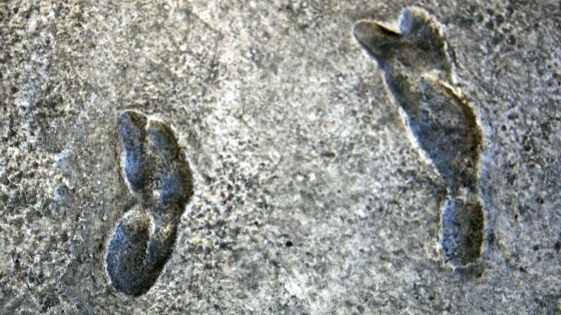 File:Earliest known human footprints - one set - australopithecus afarensis - Smithsonian Museum of Natural History - 2012-05-17.jpg