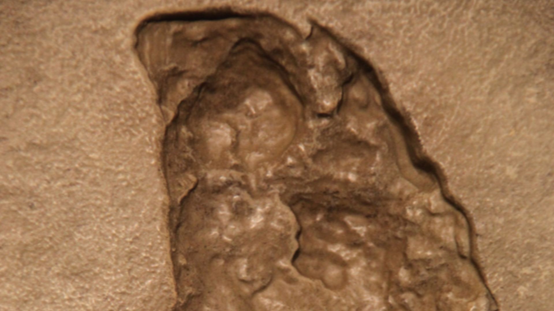 File:Australopithecus afarensis footprint.jpg