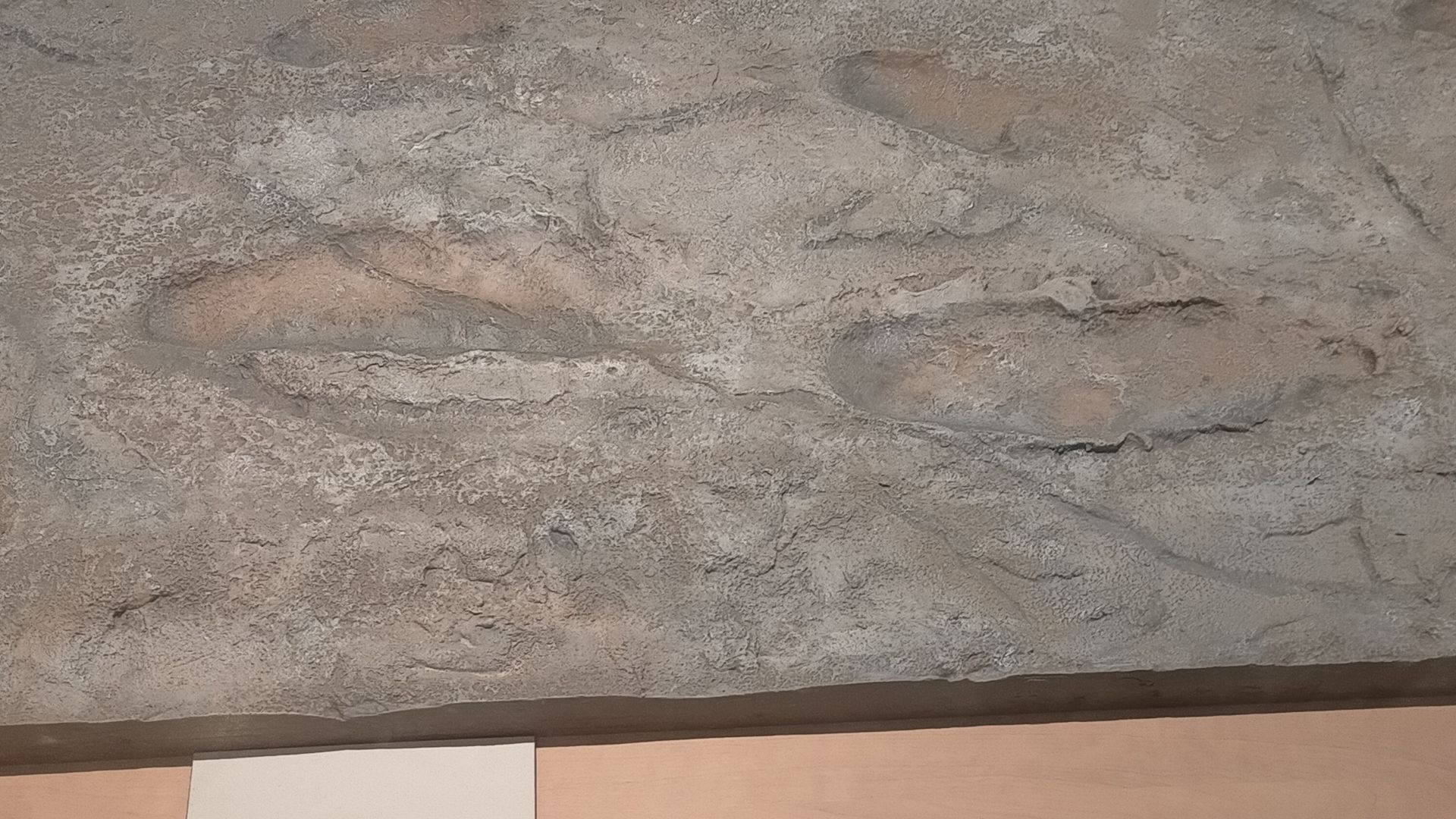 File:Museo Nacional de Ciencias Naturales en febrero de 2021 56.jpg