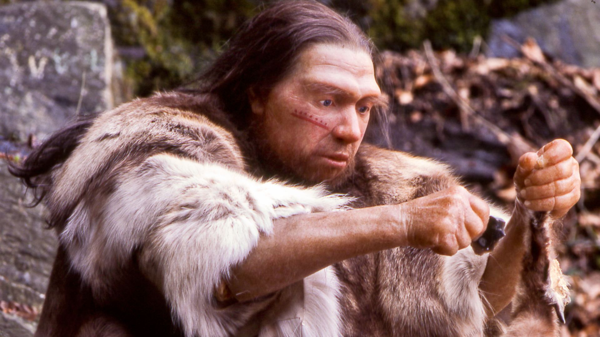 File:Homo sapiens neanderthalensis-Jäger.jpg