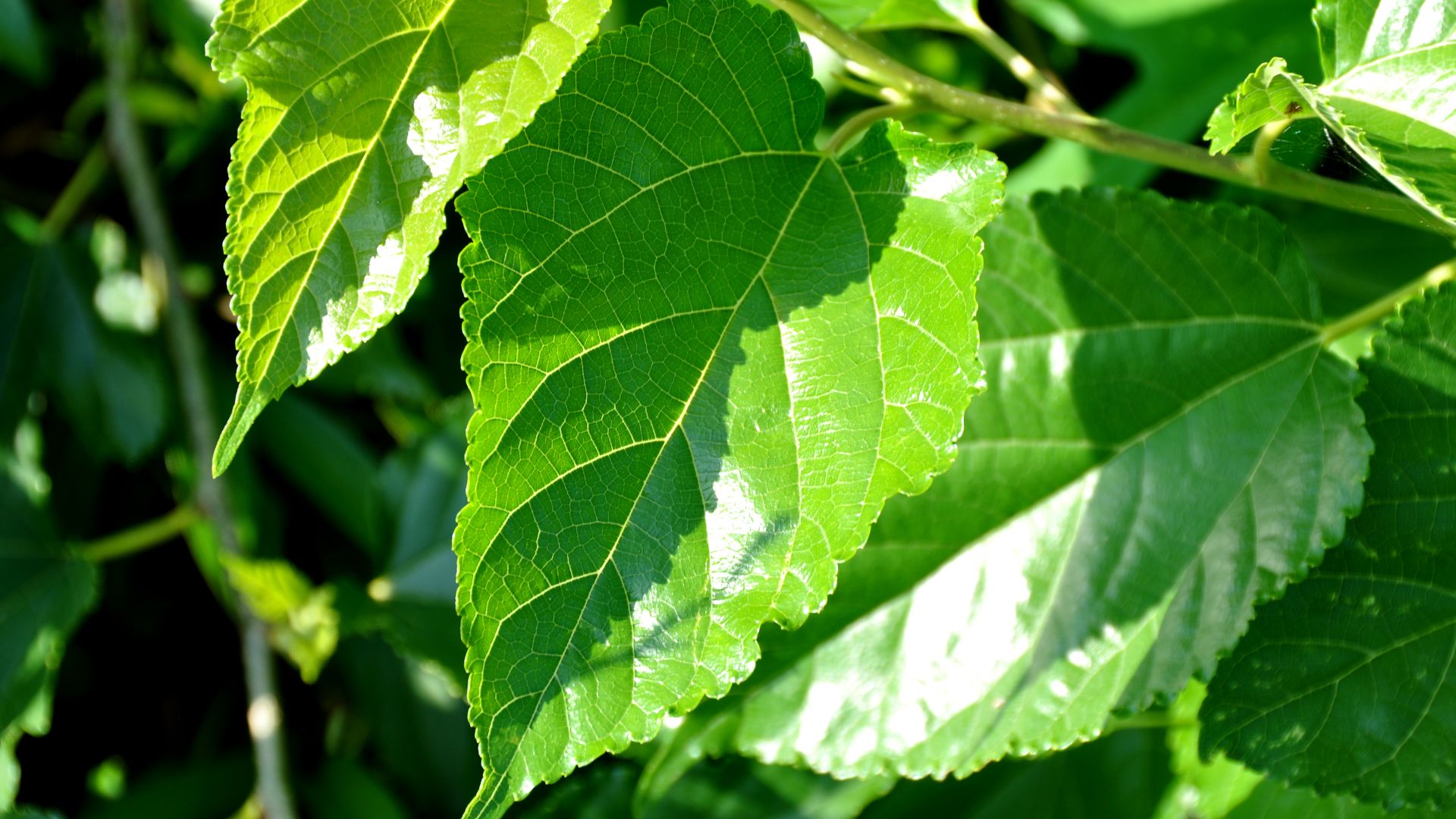 File:Mulberry leaf.jpg