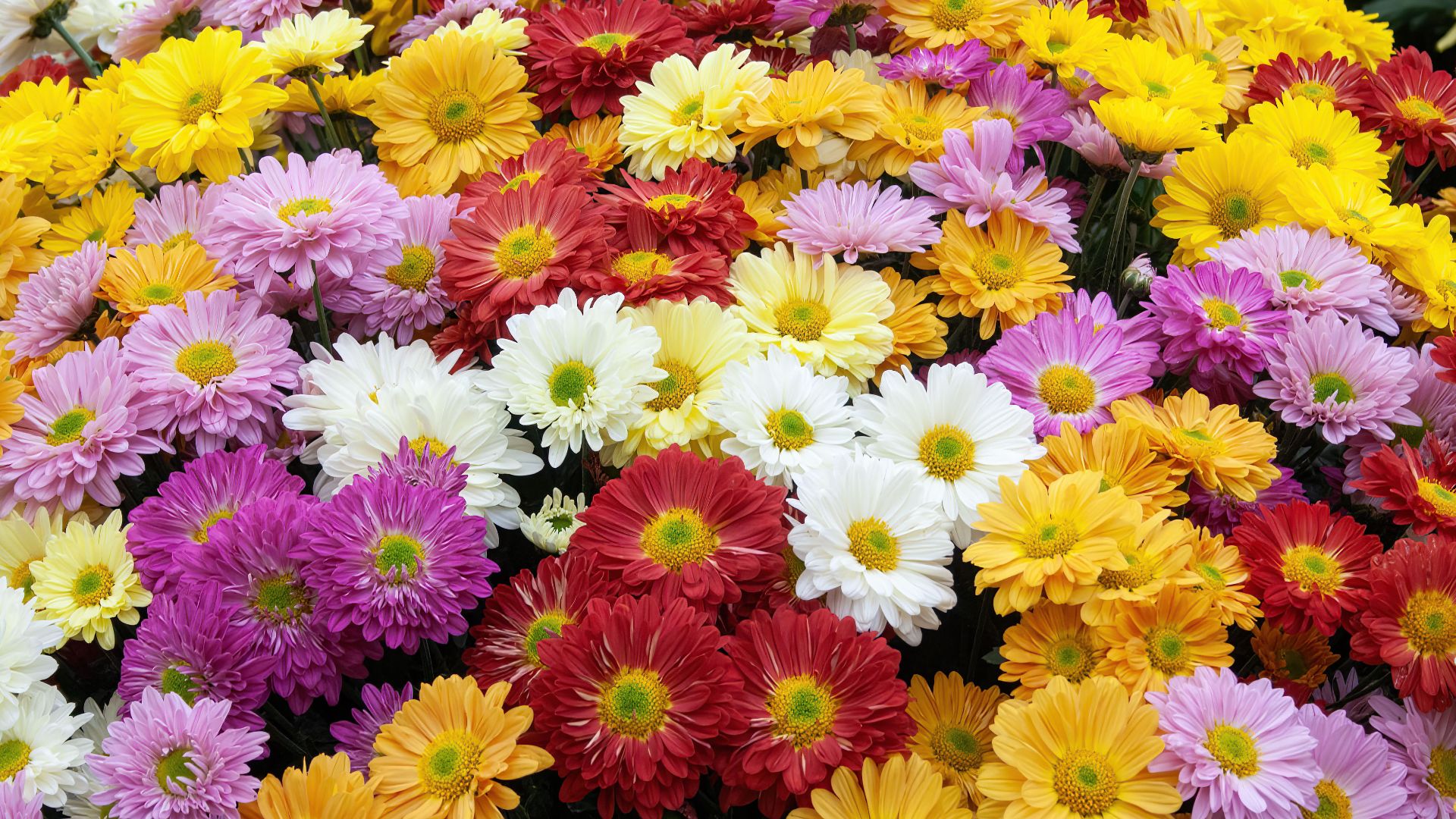 File:CHRYSANTHS MIXEDweb.jpg