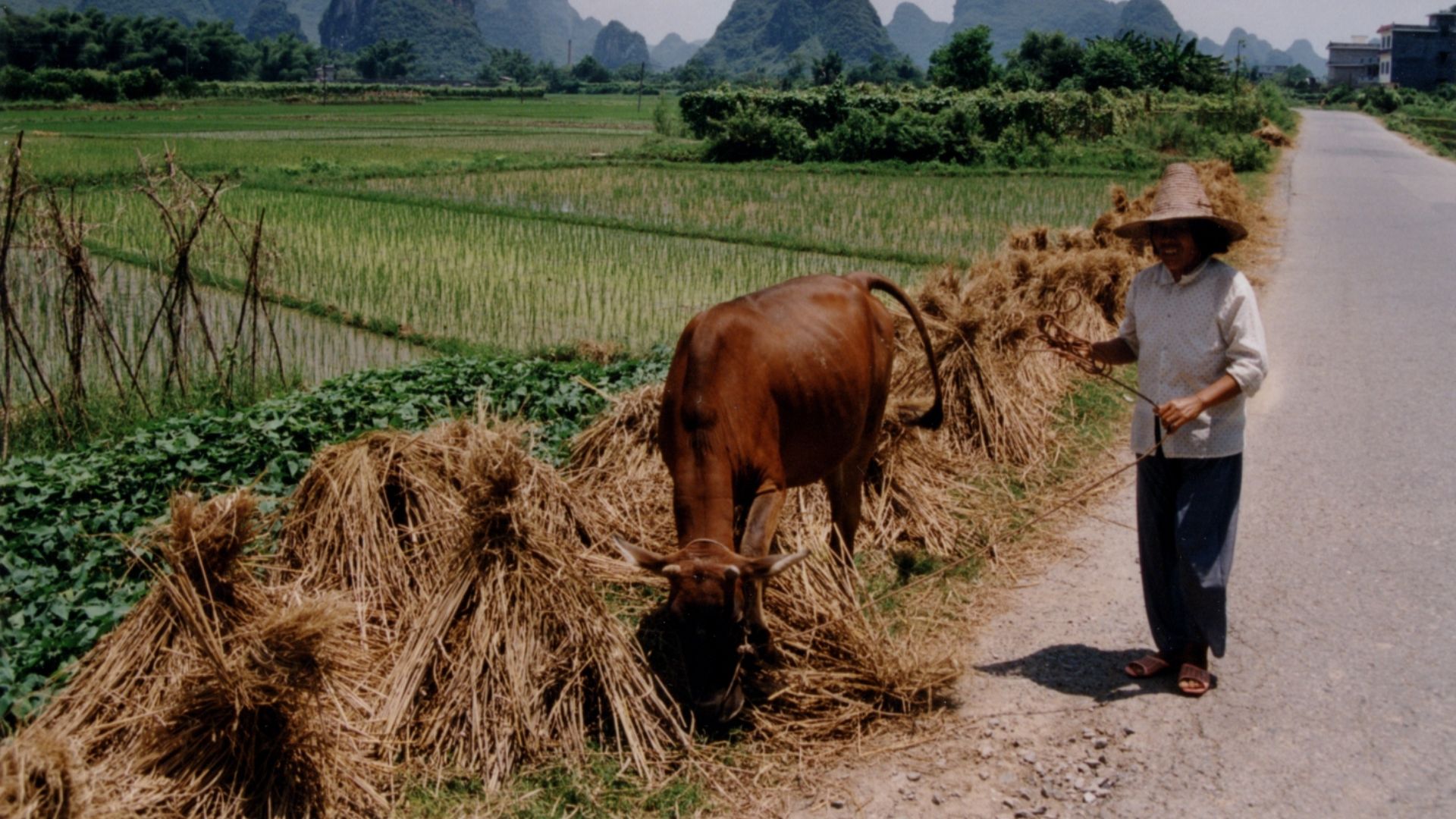 File:China Rice field with farmer.jpg