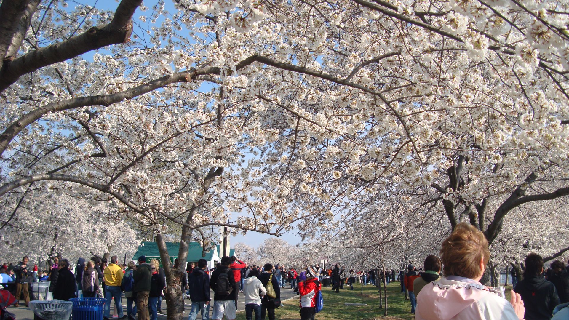 File:Cherry Blossom Festival Washington DC.JPG