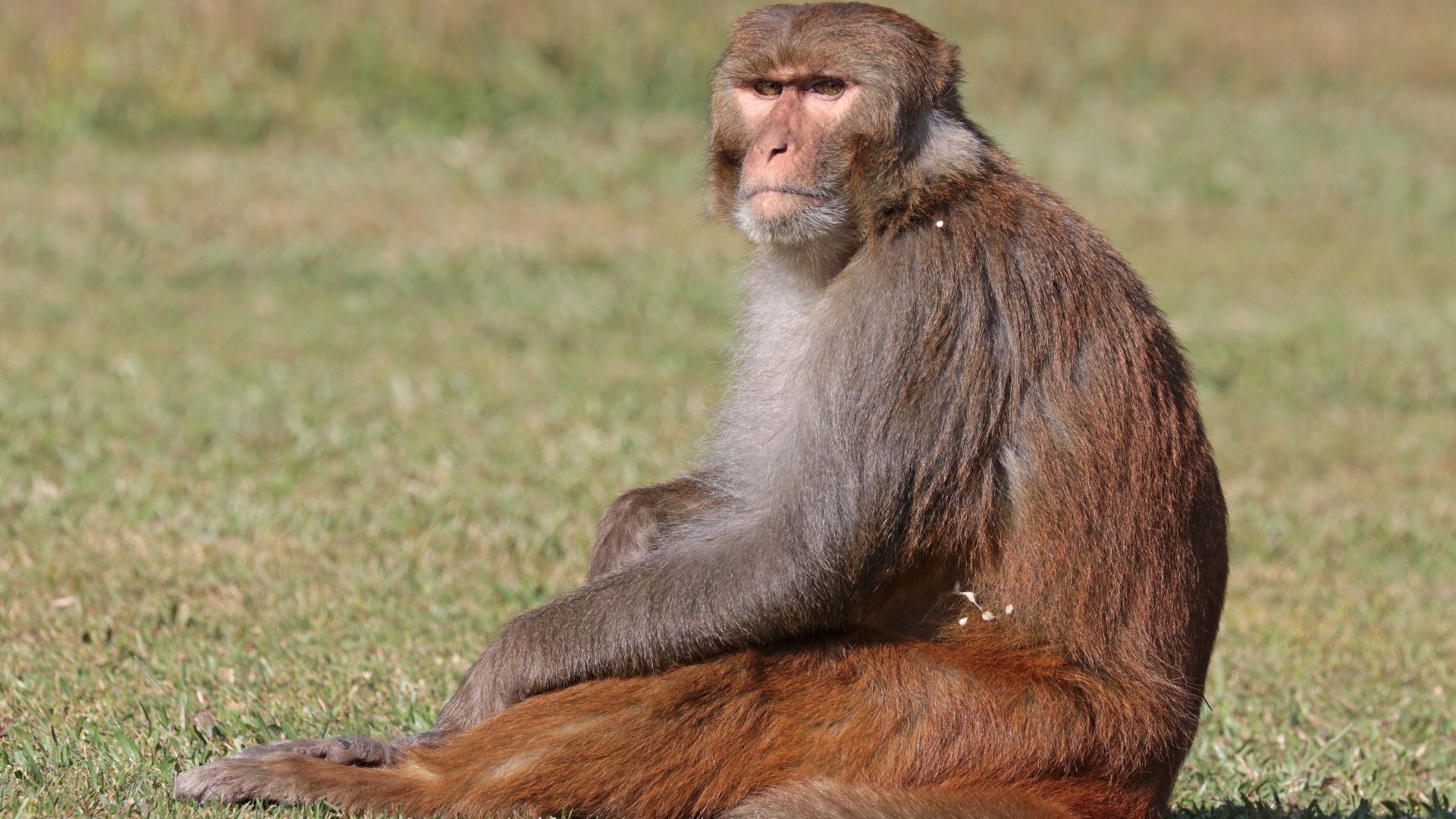 File:Rhesus macaque (Macaca mulatta mulatta), male, Gokarna.jpg
