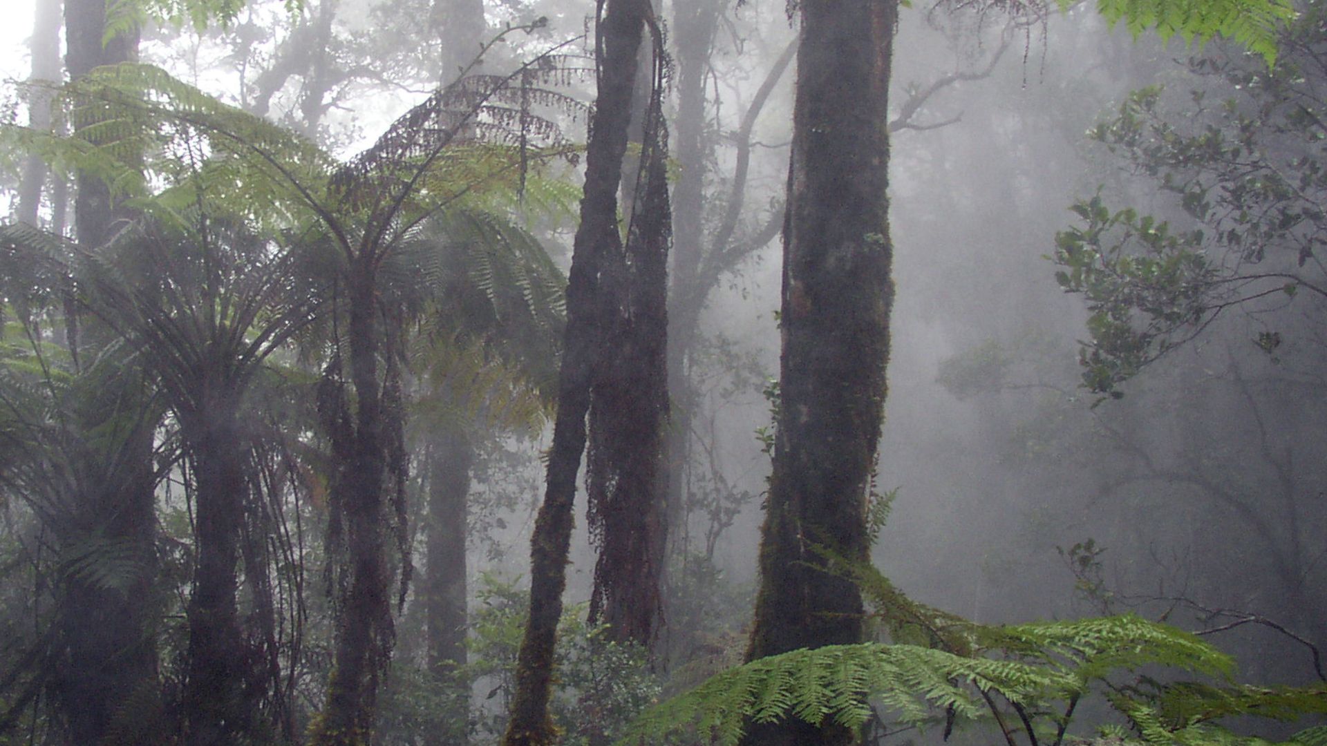 File:Cloud forest mount kinabalu.jpg