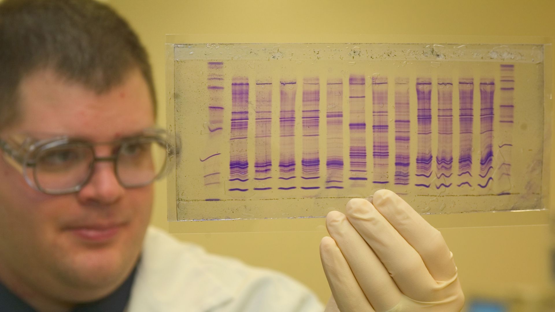 File:CBP chemist reads a DNA profile.jpg